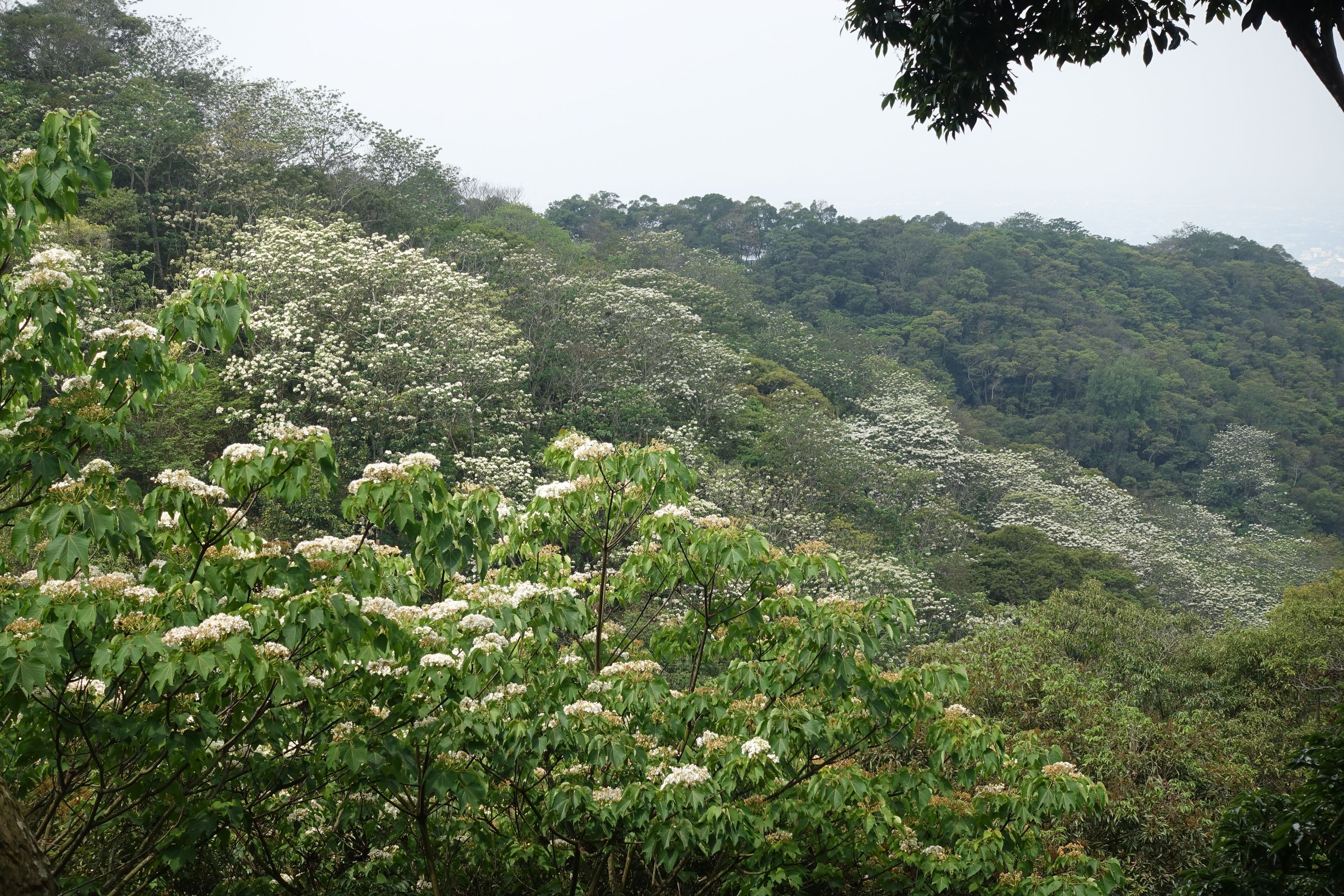 藤山步道桐花景观