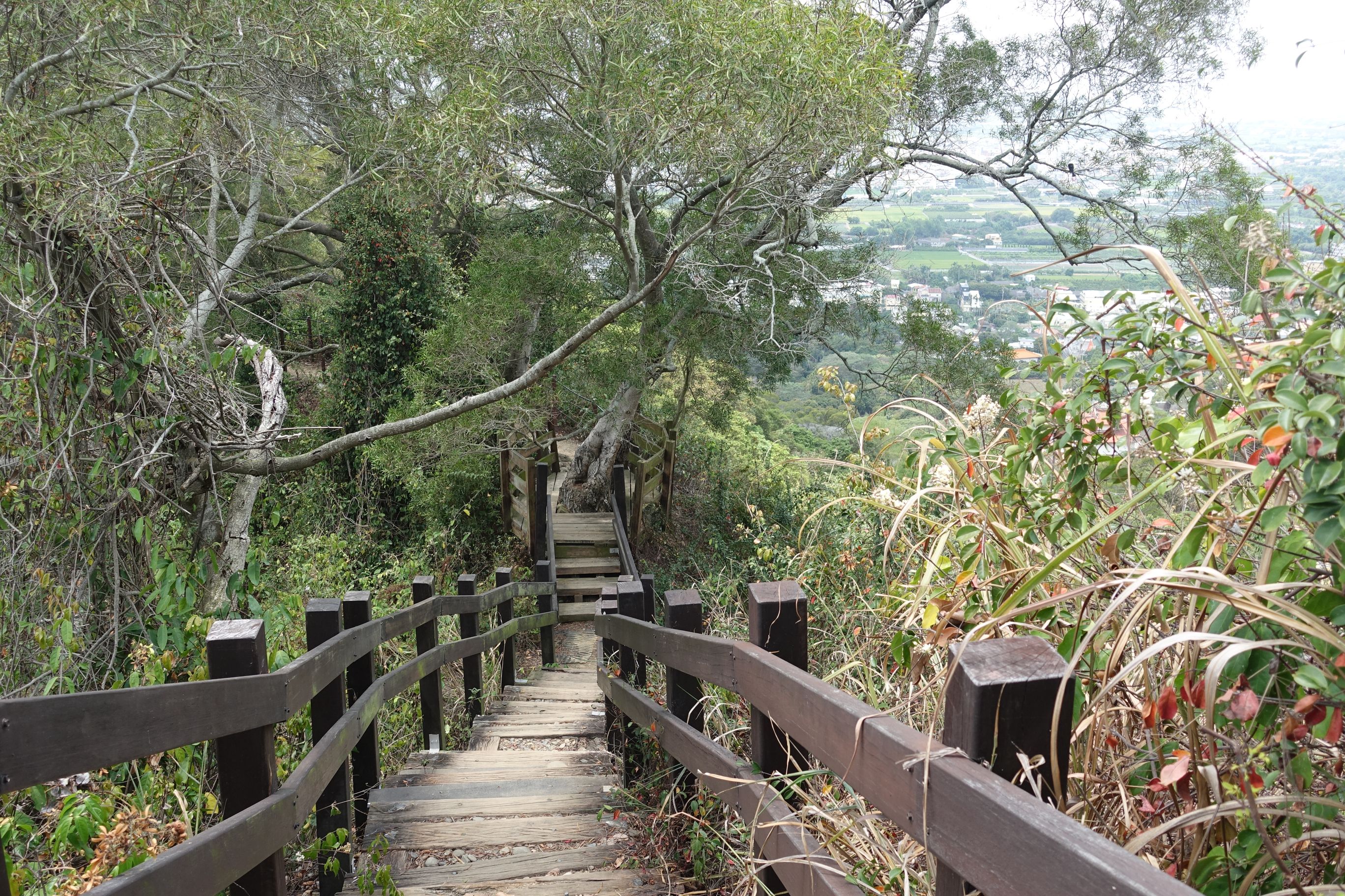 全线为较陡峭的林荫步道