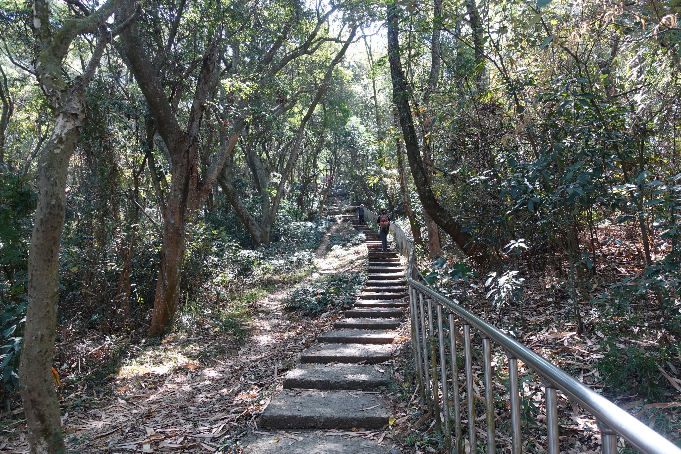 全线为起伏的林荫步道