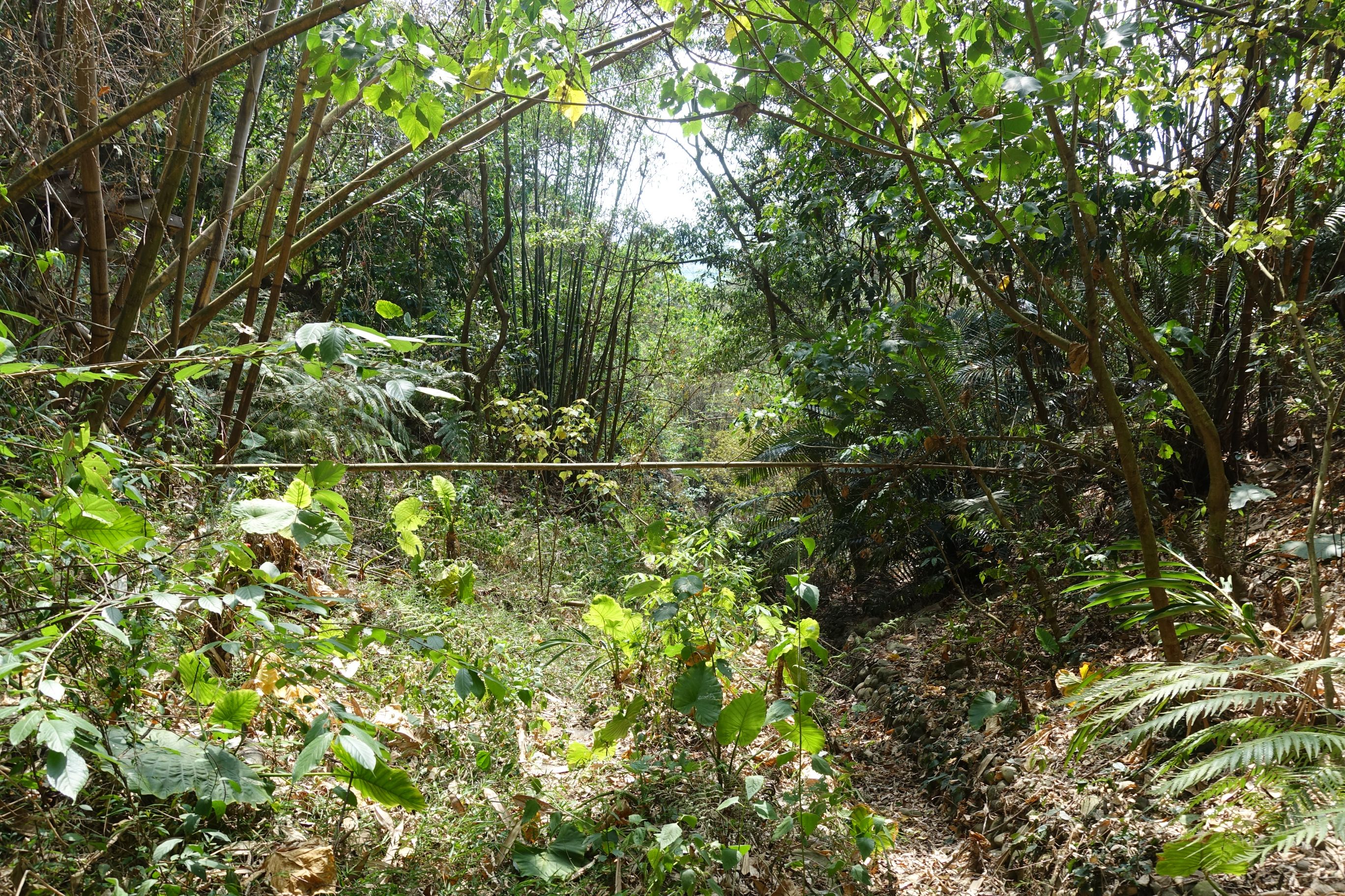 2步道植物生长茂密