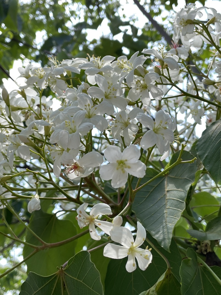 于油桐花季时，白雪纷纷洒落于「桐花秘境」步道，相当浪漫美丽