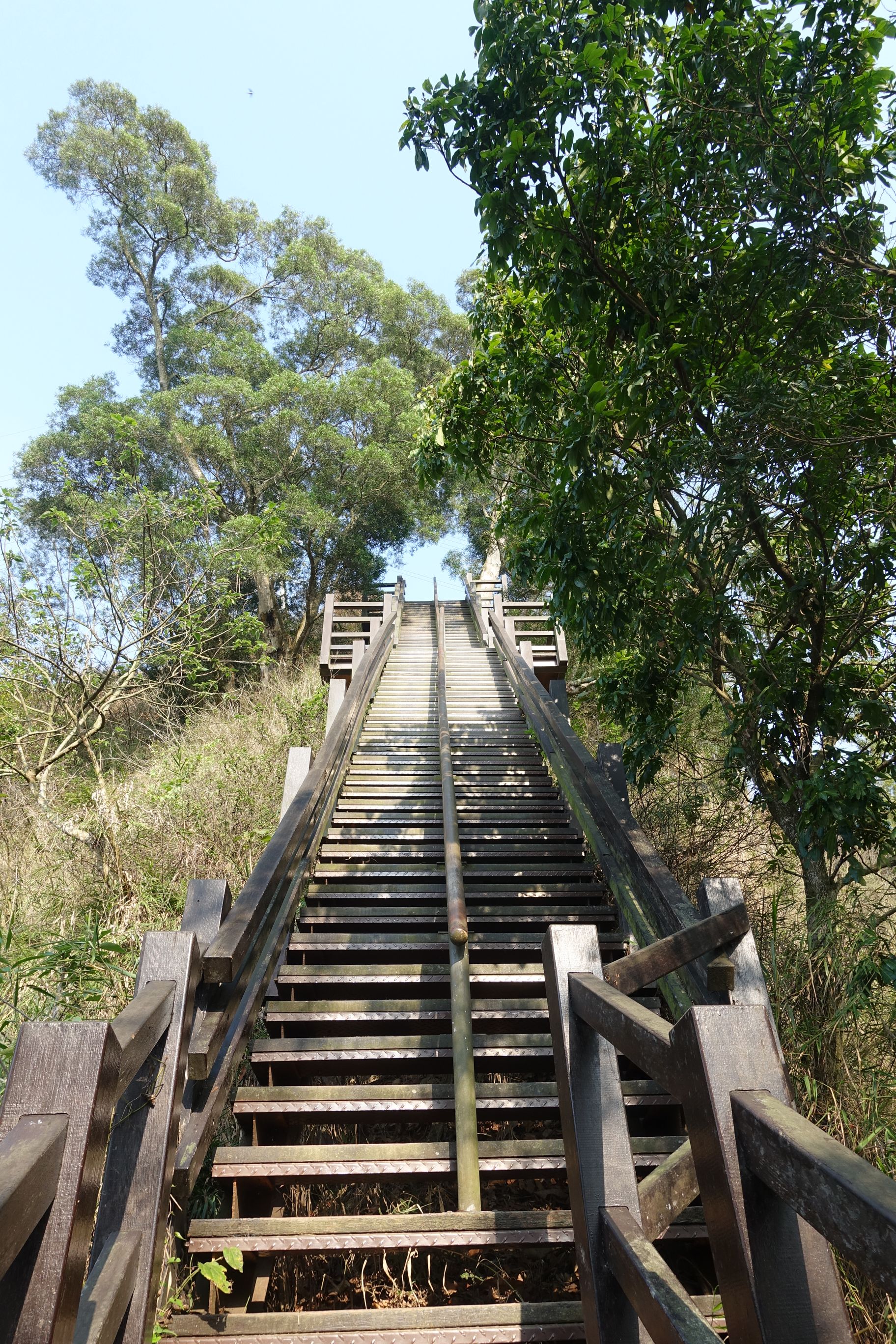 1中央岭造林步道终点处擎天岗为最具挑战性的陡峭阶梯