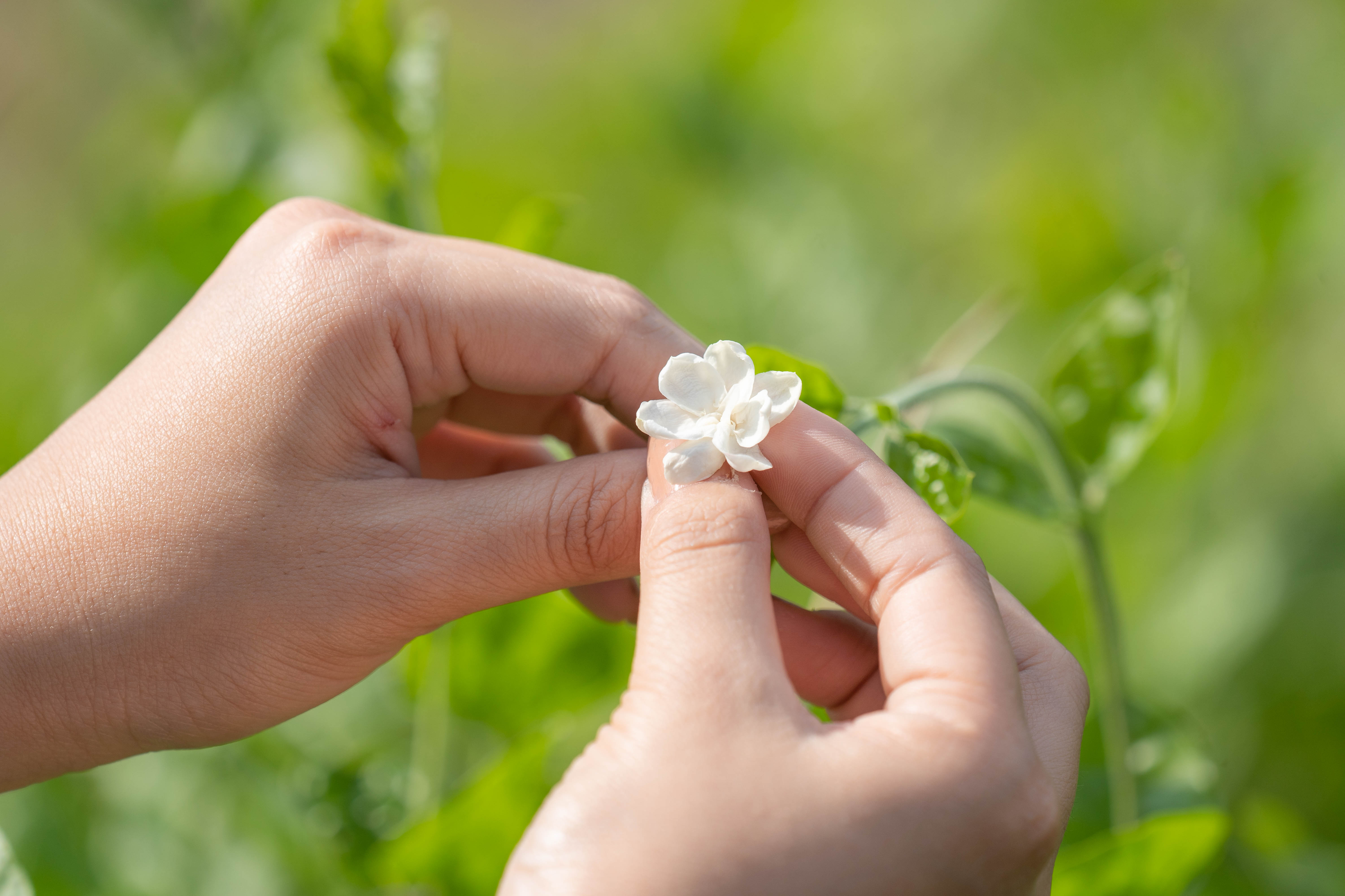 茉莉花坛梦想馆