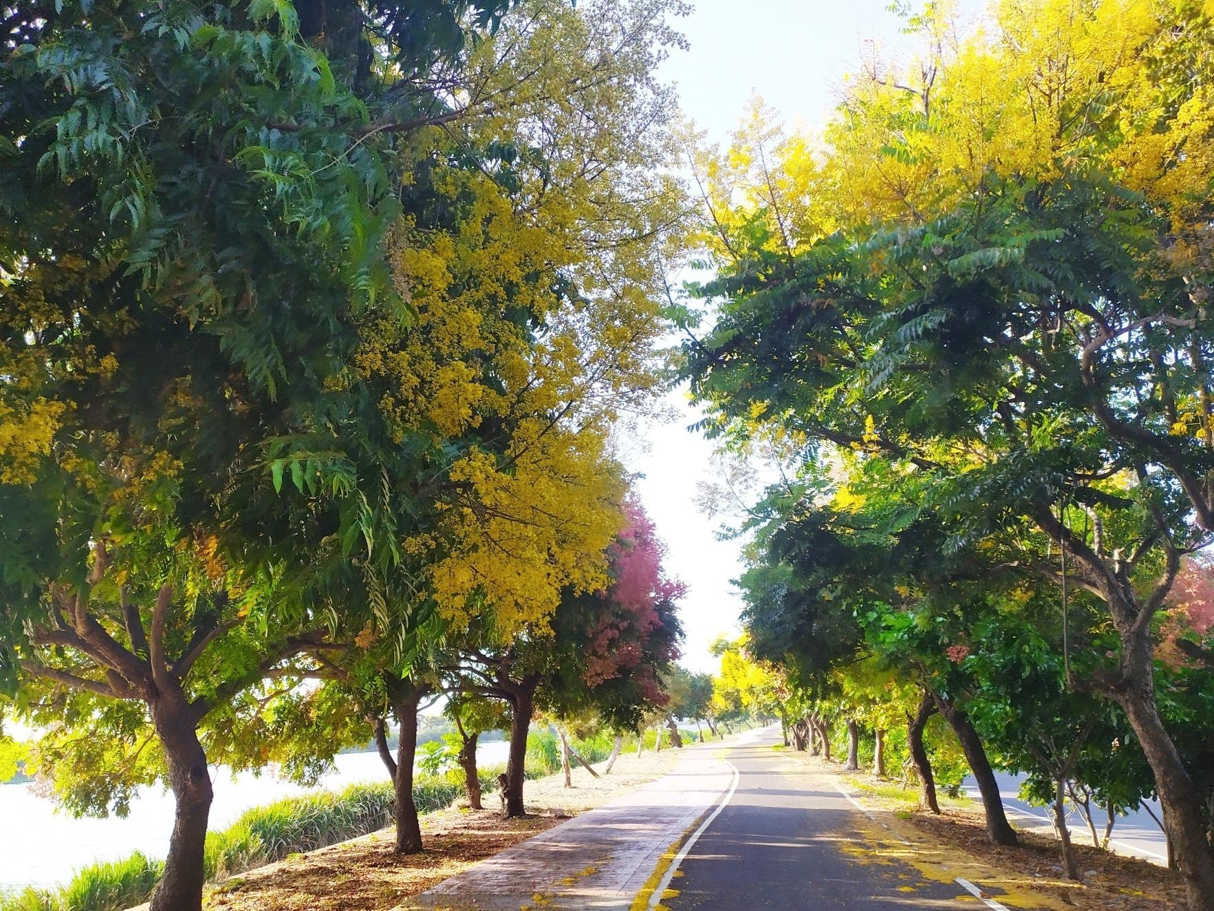 台湾栾树绿色隧道