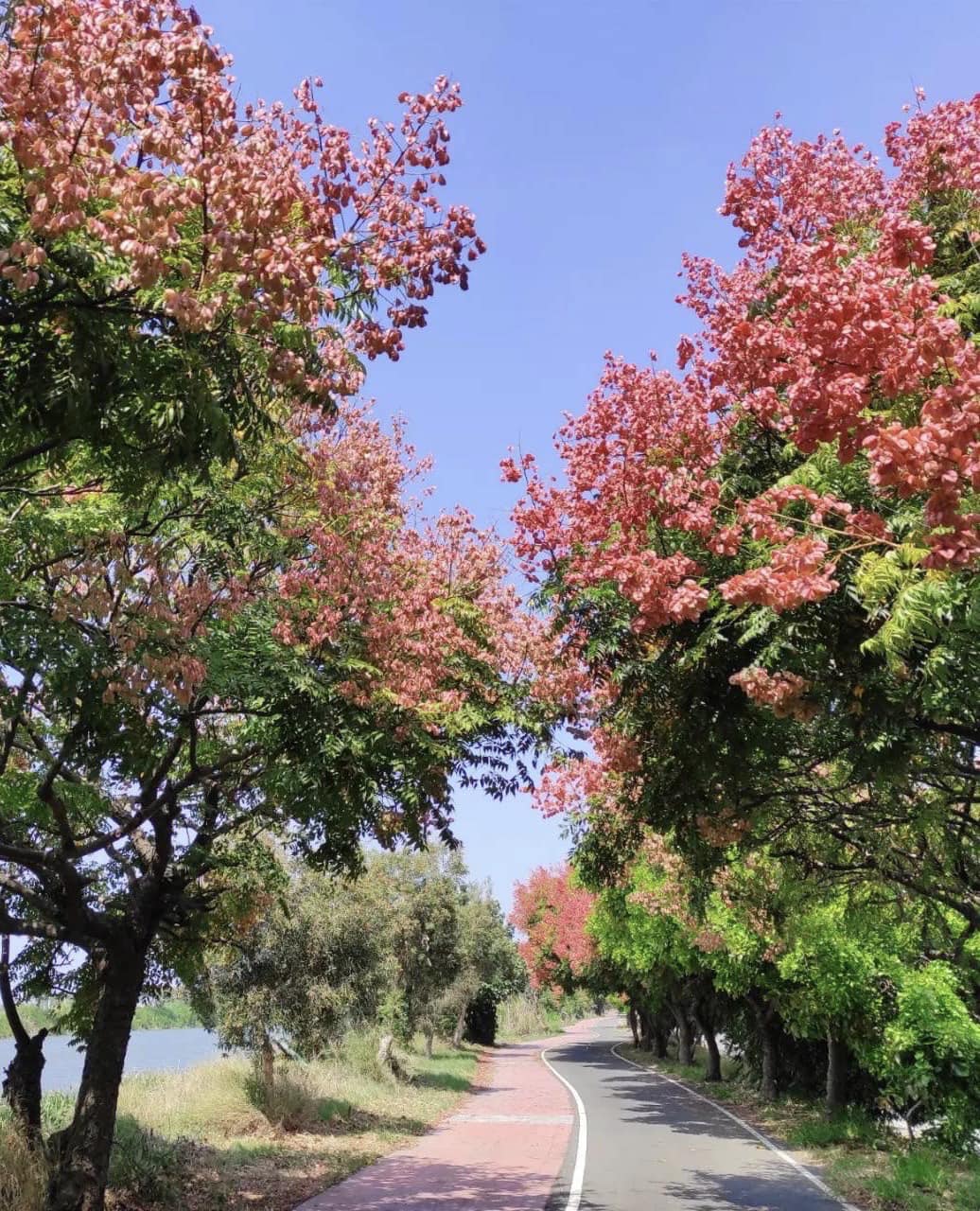 台湾栾树绿色隧道