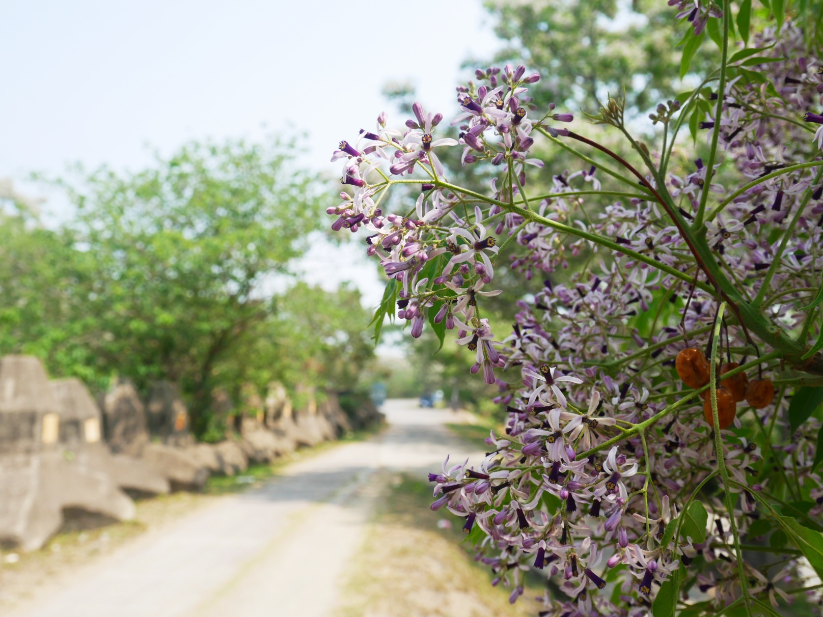 彰化苦楝花季