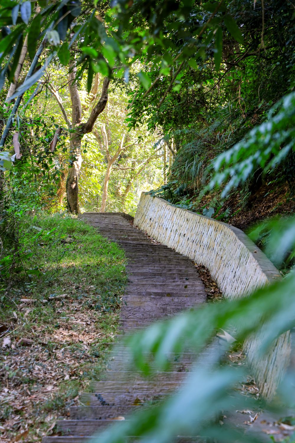 坑内坑森林步道