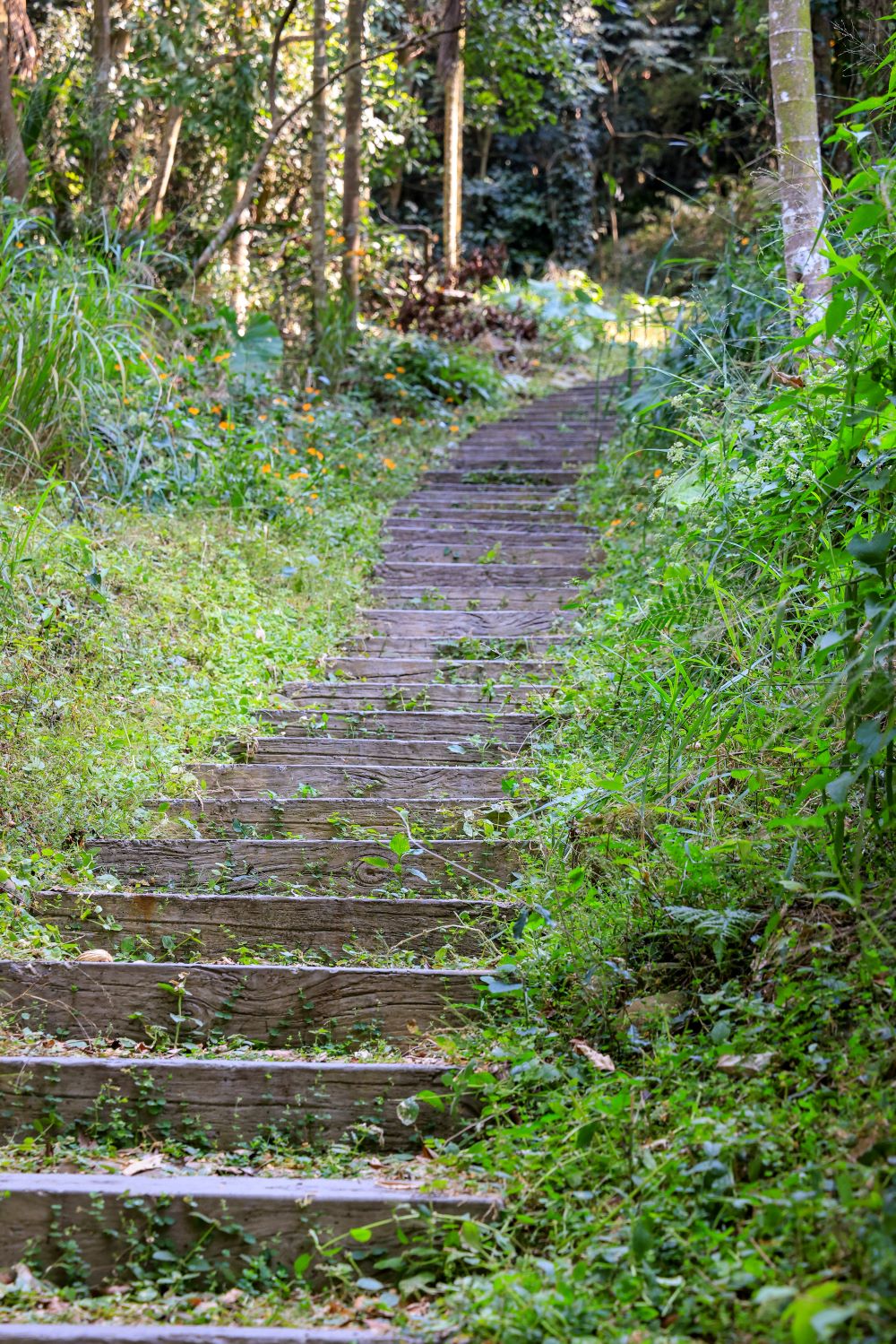 坑内坑森林步道