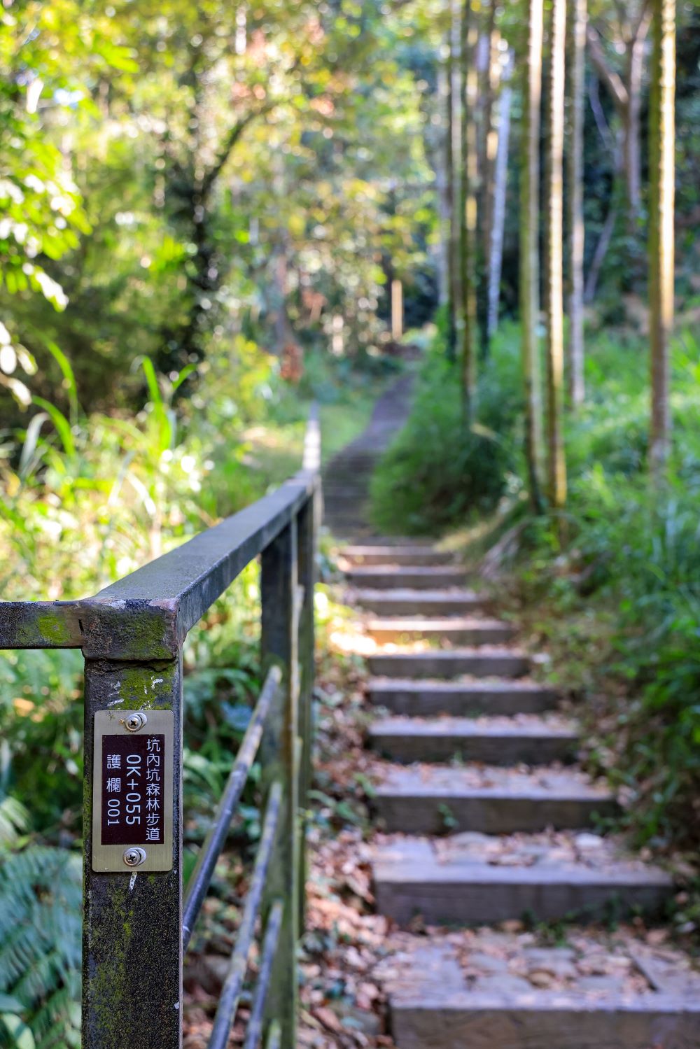 坑内坑森林步道