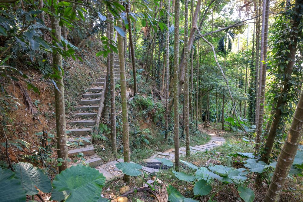 坑内坑森林步道