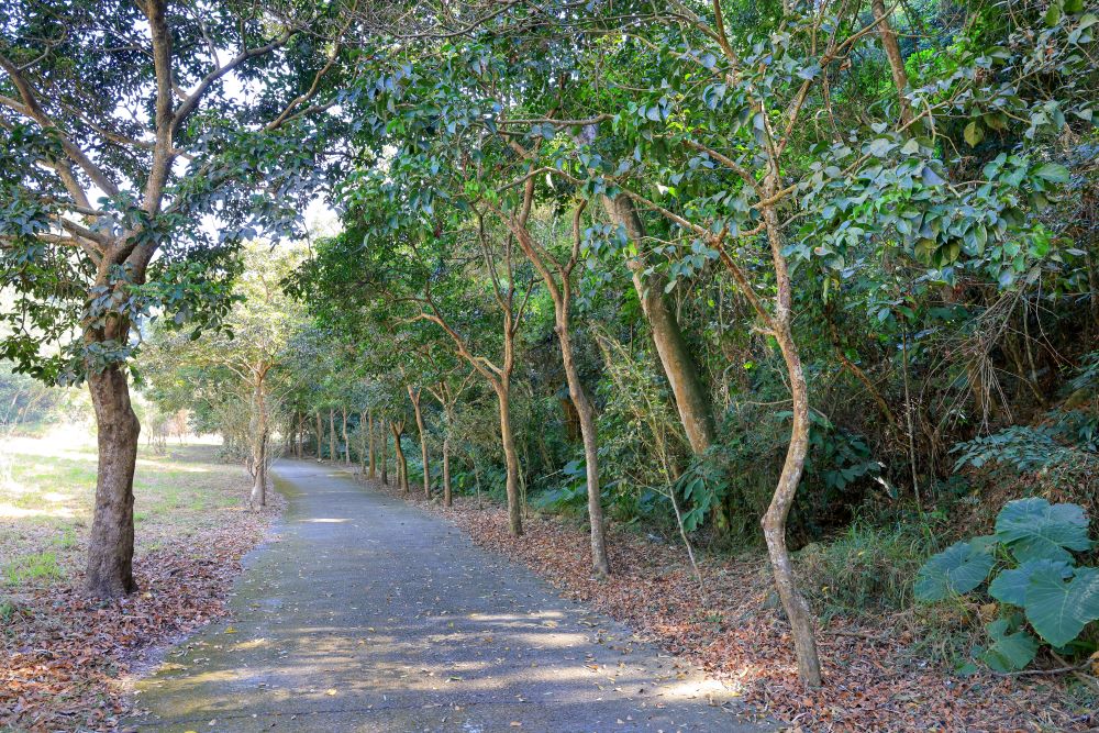 坑内坑森林步道