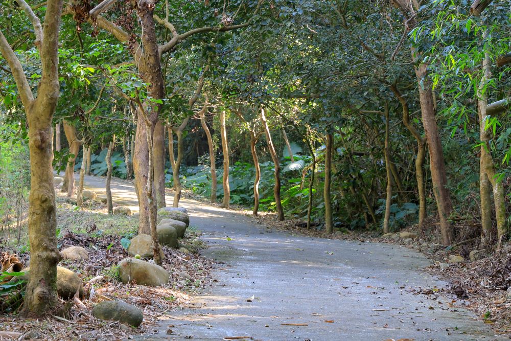 坑内坑森林步道