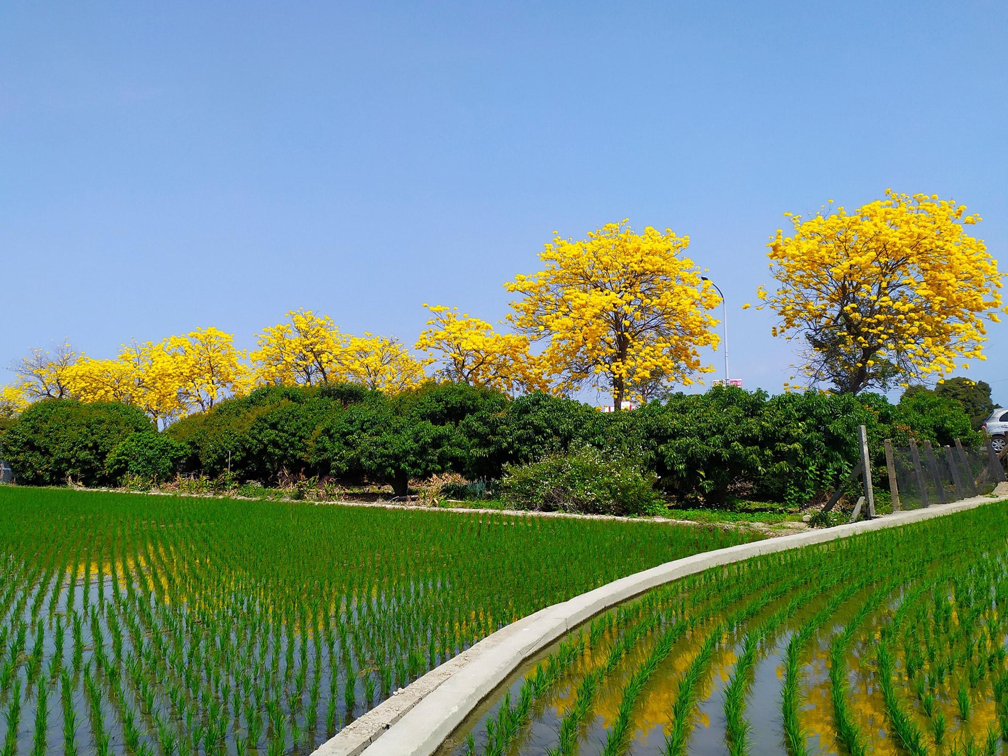 芬园乡彰南路（台14丁）