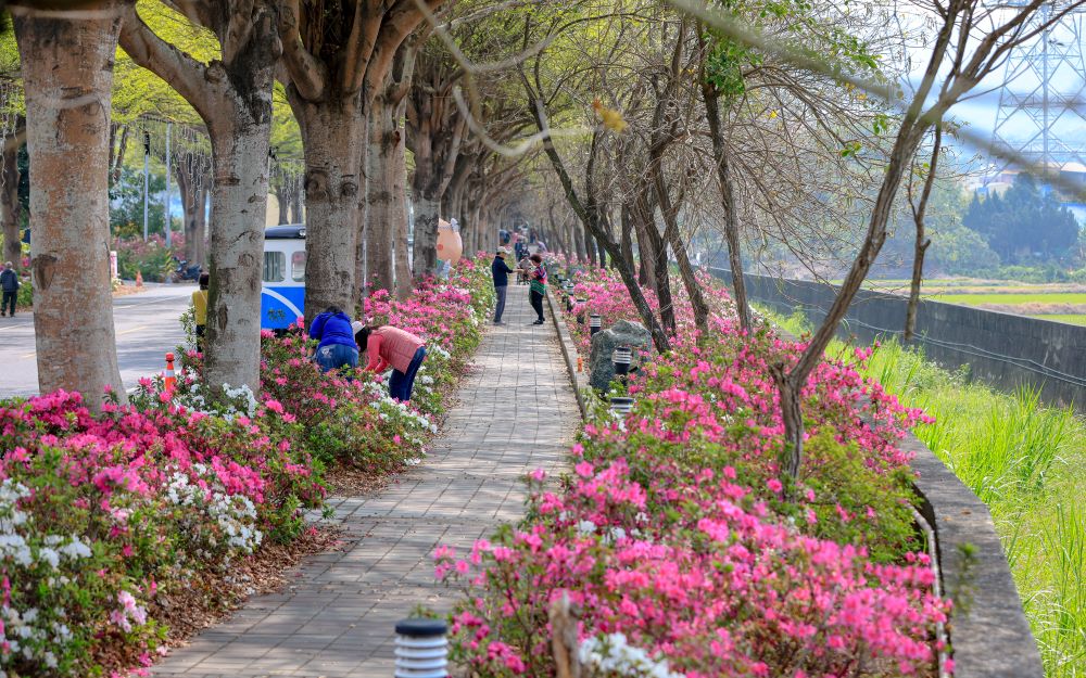 社头杜鹃花大道