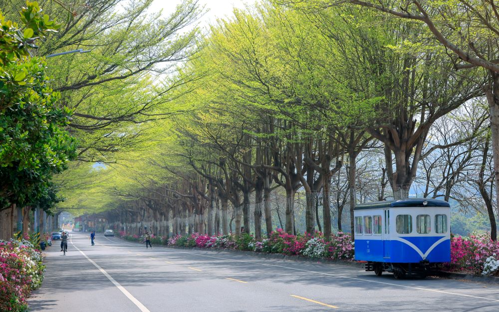 社头杜鹃花大道