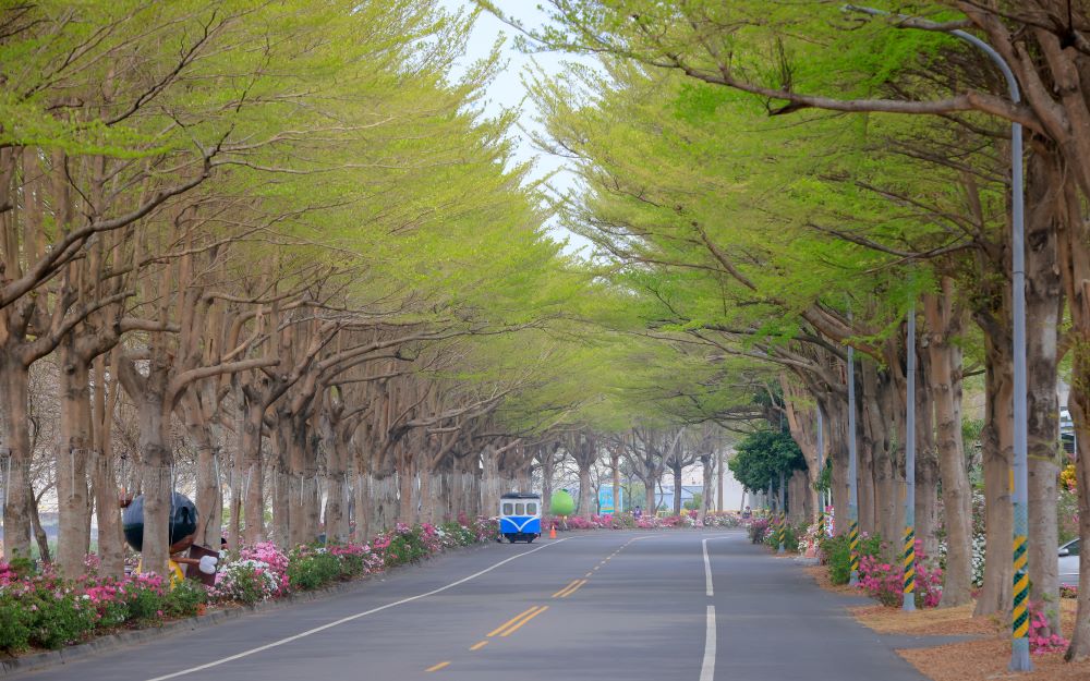 社头杜鹃花大道