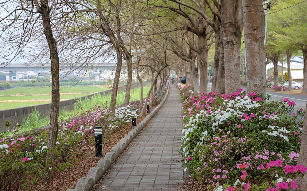 社头杜鹃花大道