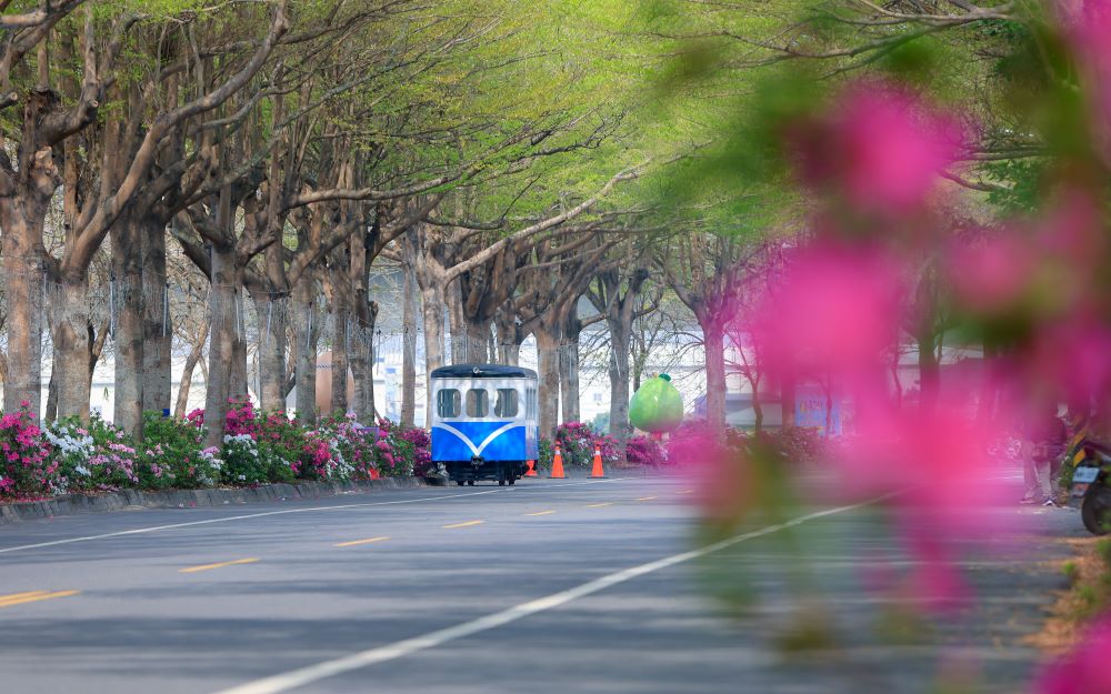 社头杜鹃花大道