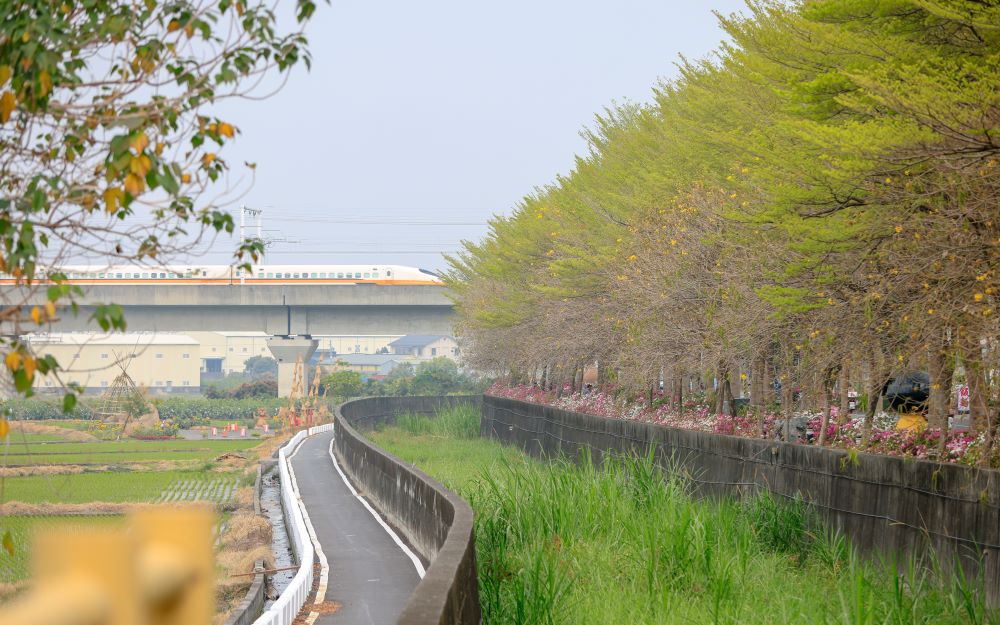 社头杜鹃花大道