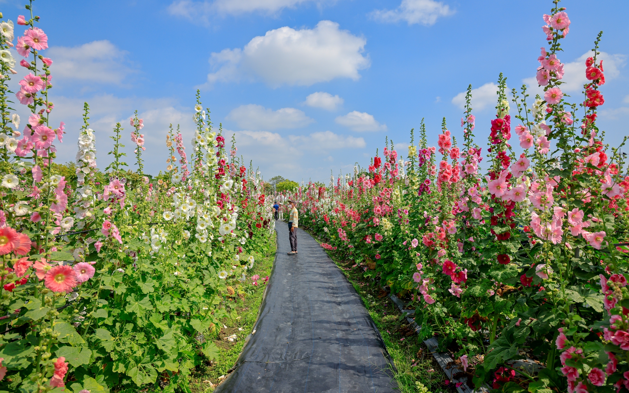 蜀葵花海