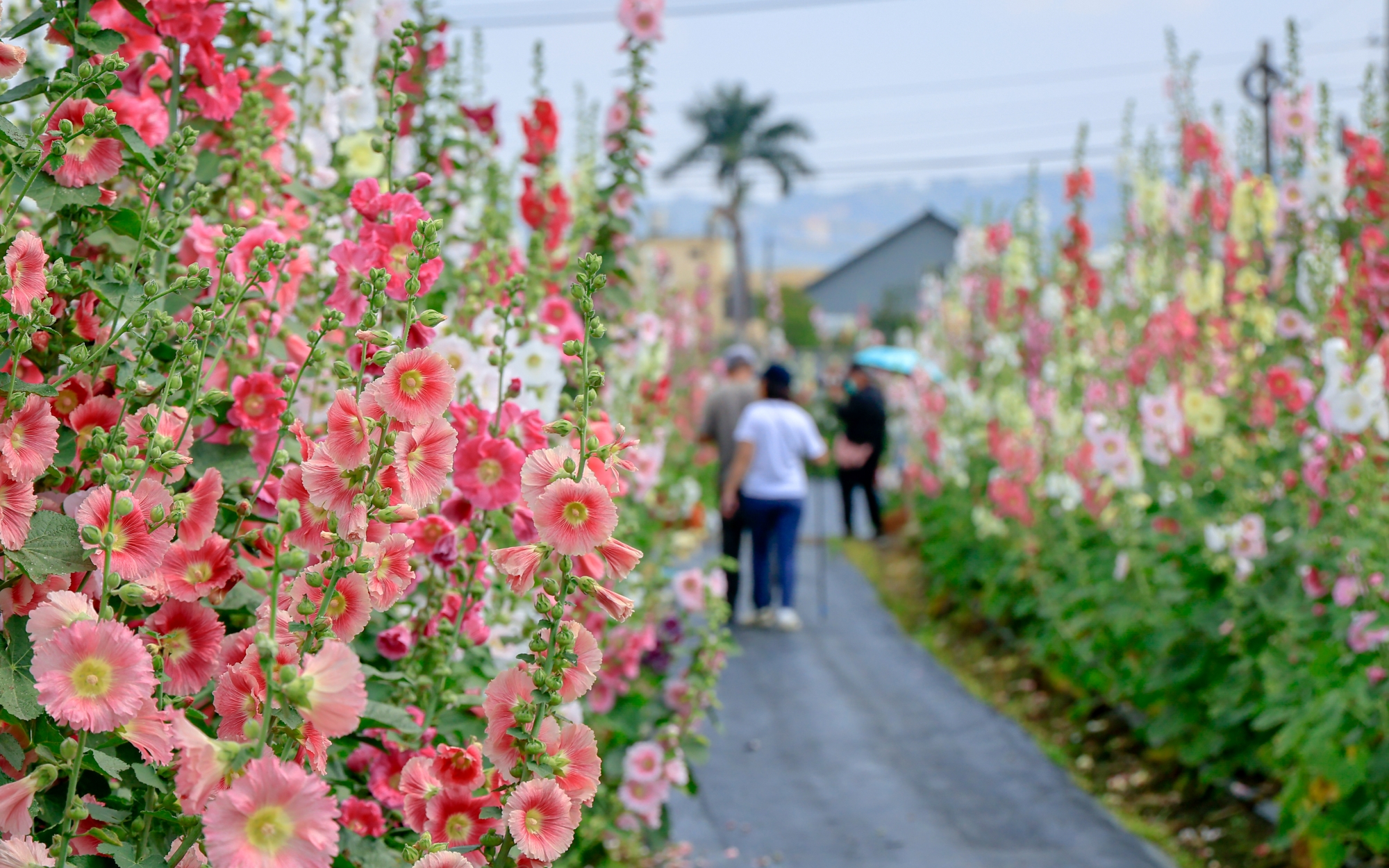 蜀葵花海