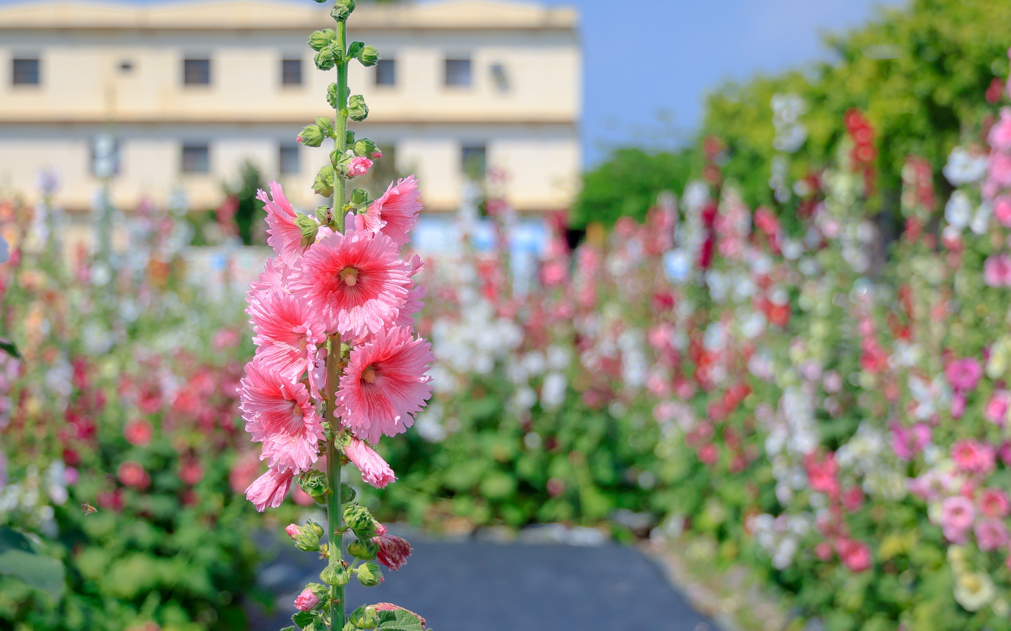 蜀葵花海