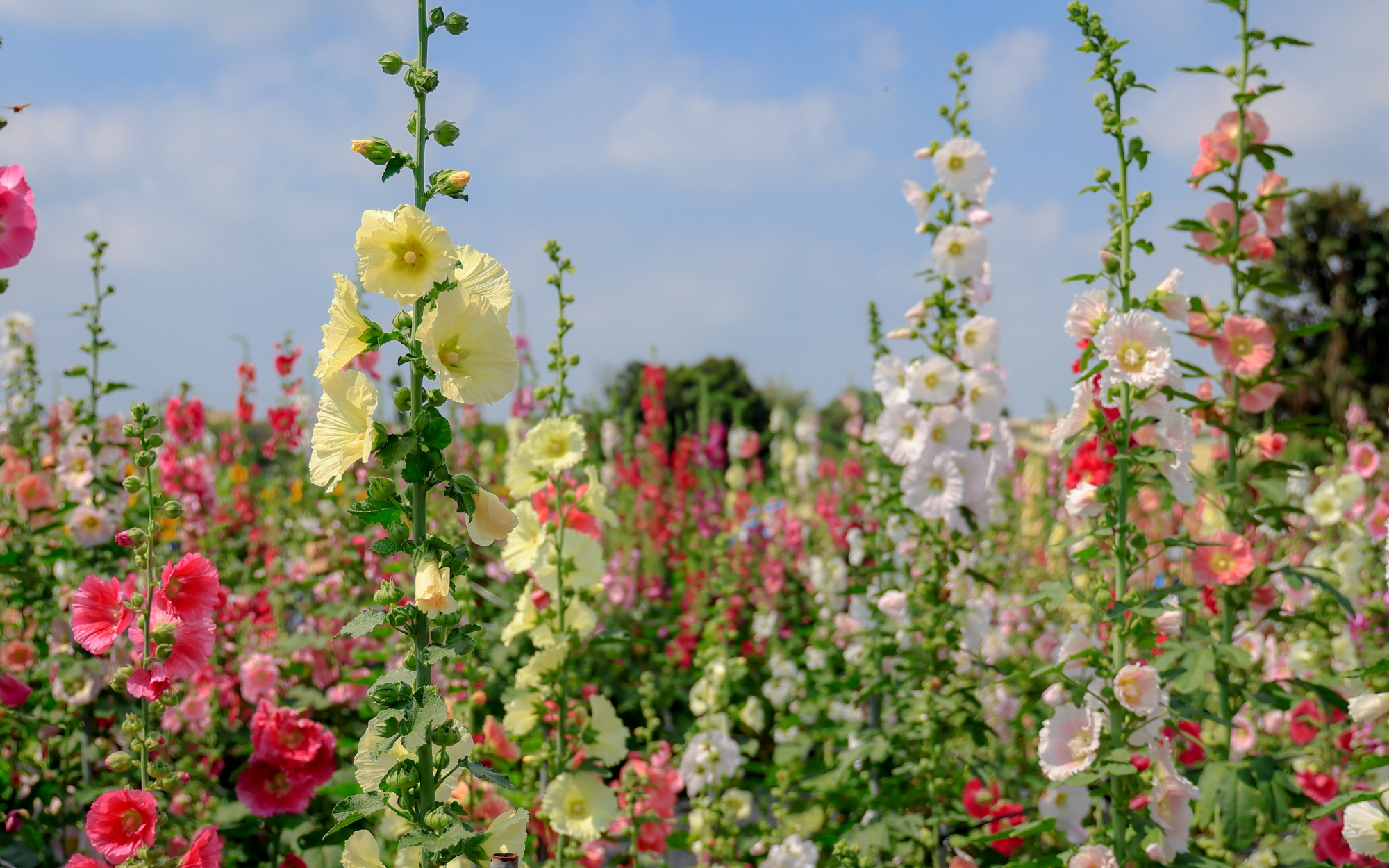 蜀葵花海