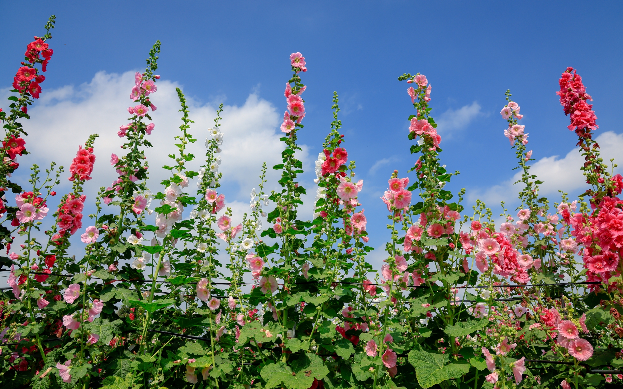 蜀葵花海