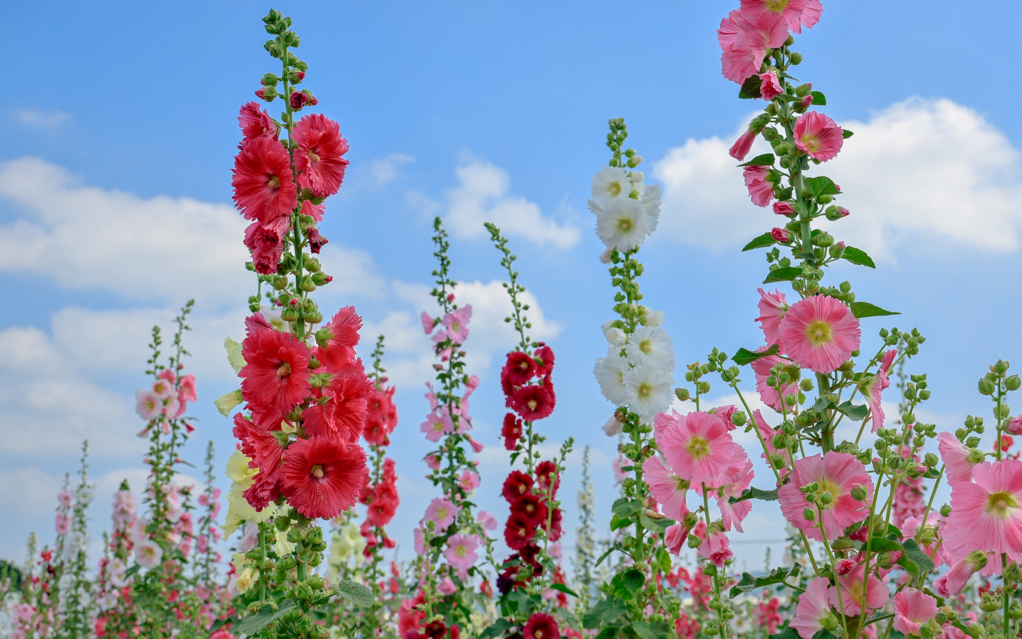 蜀葵花海