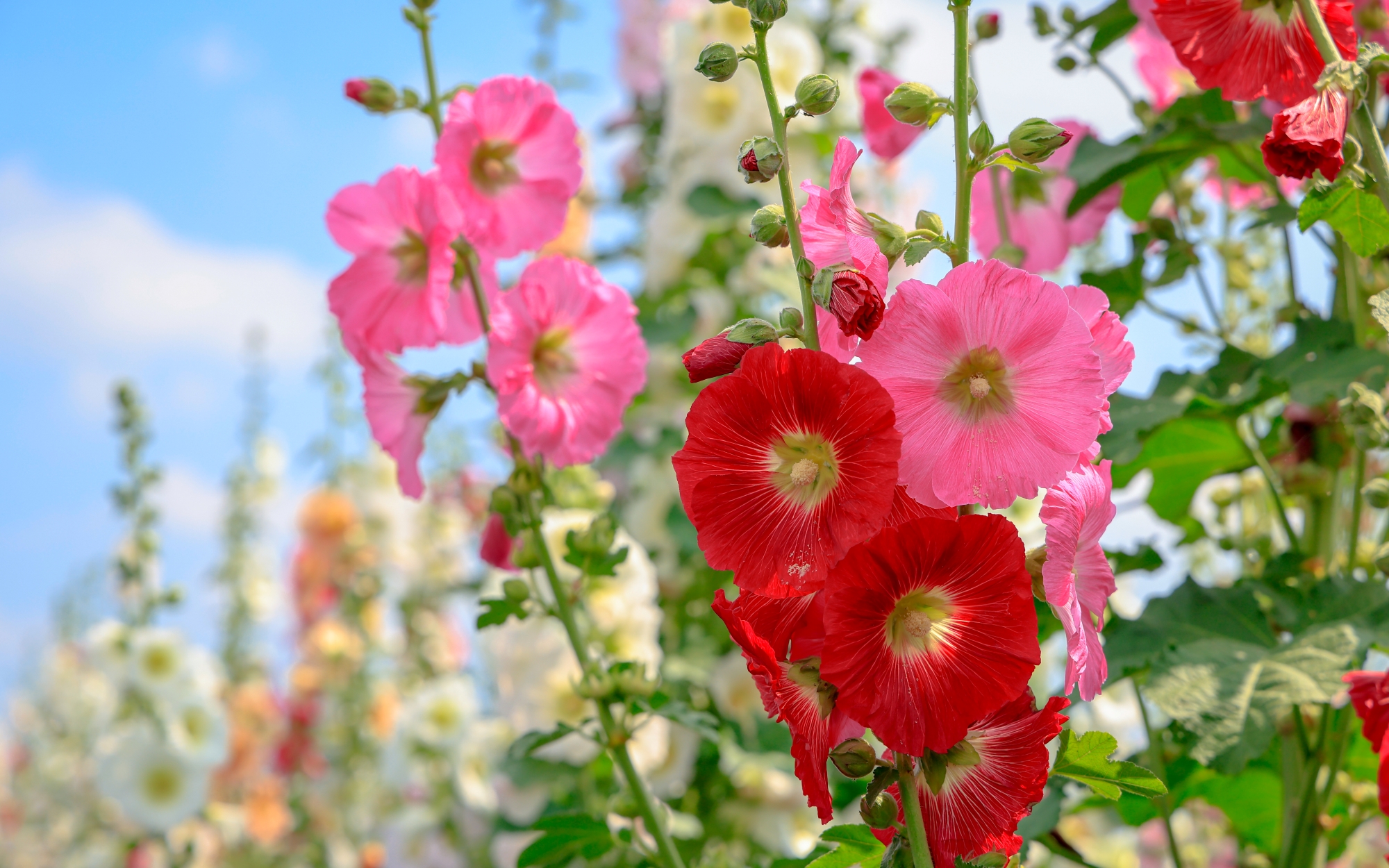 蜀葵花海