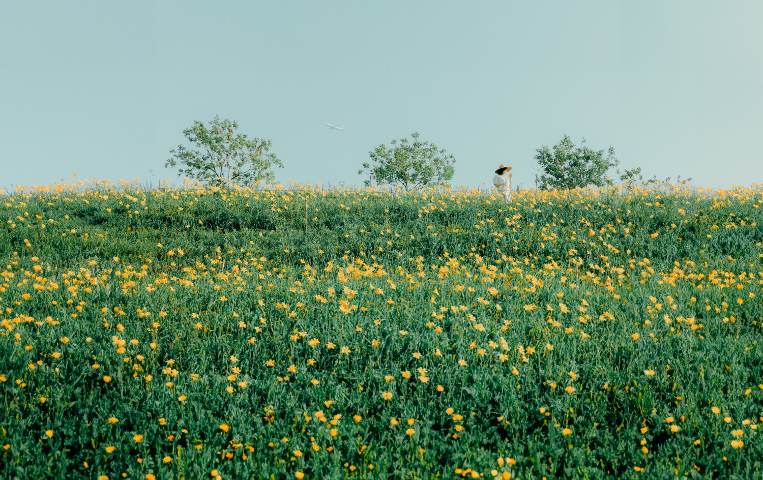 虎山岩金针花