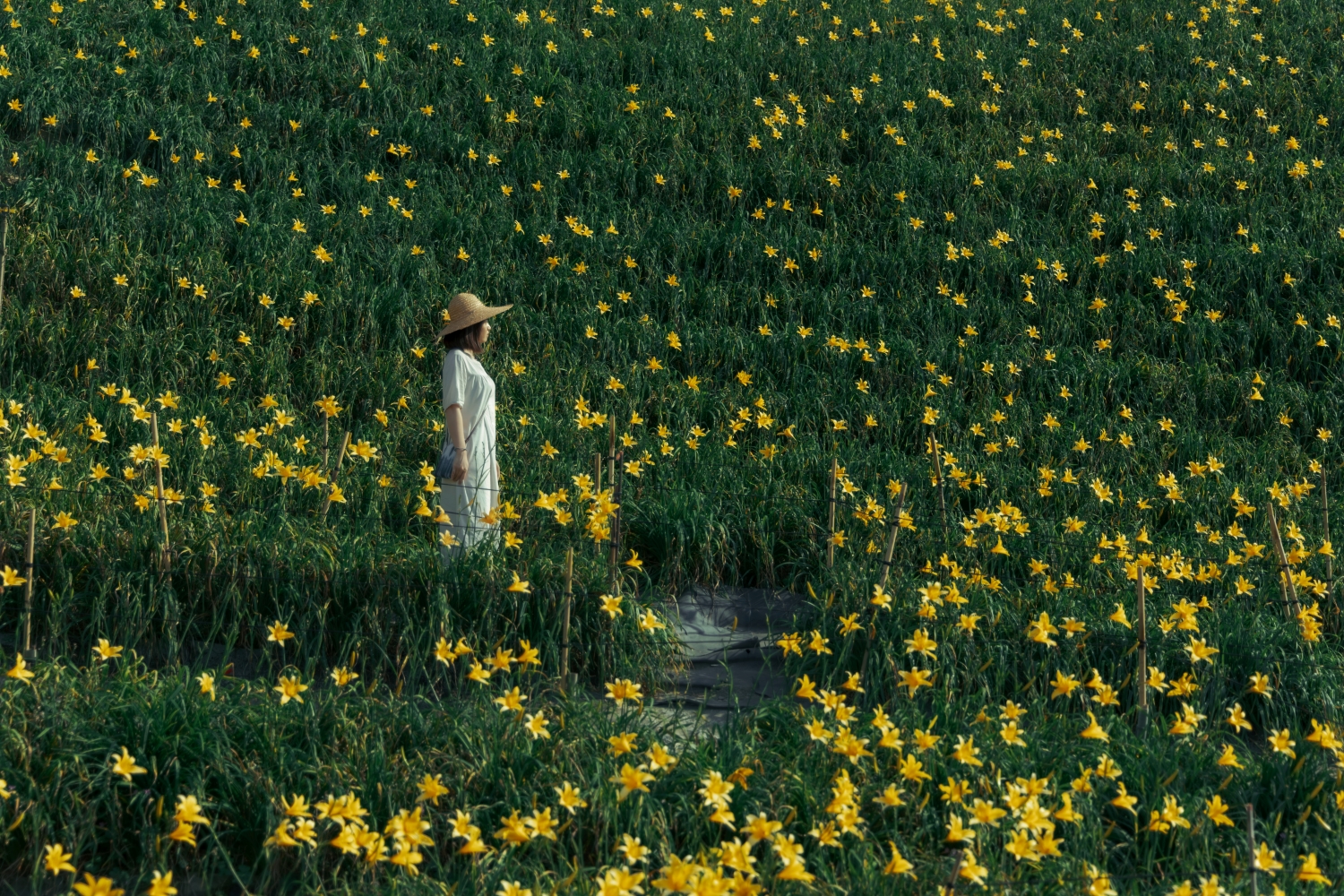 虎山岩金针花