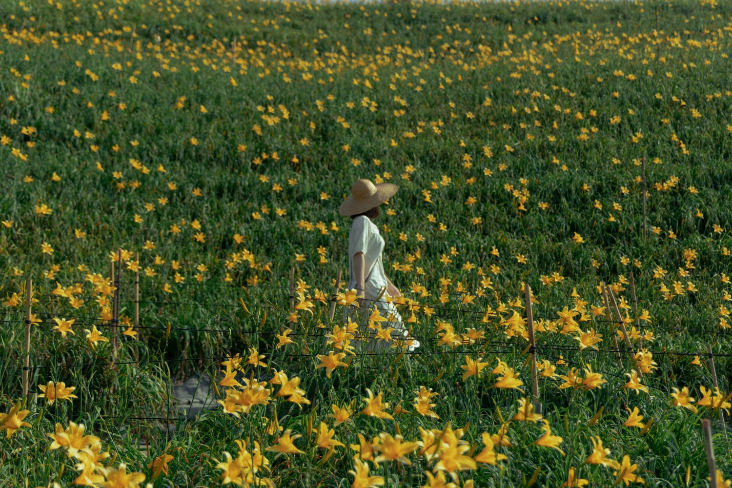 虎山岩金针花