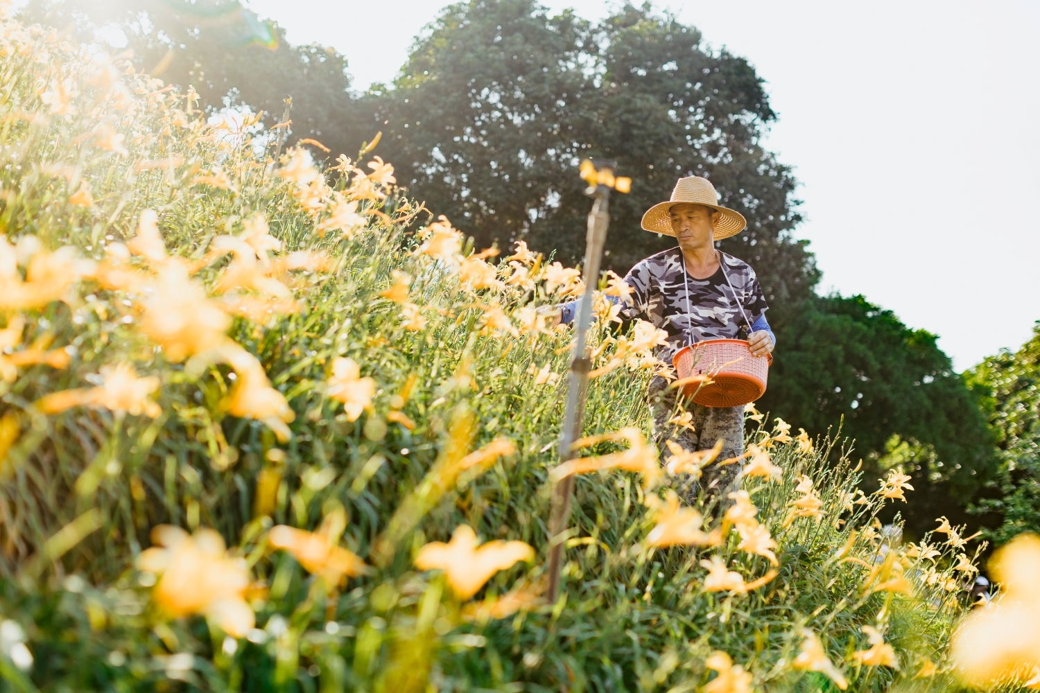 虎山岩金针花