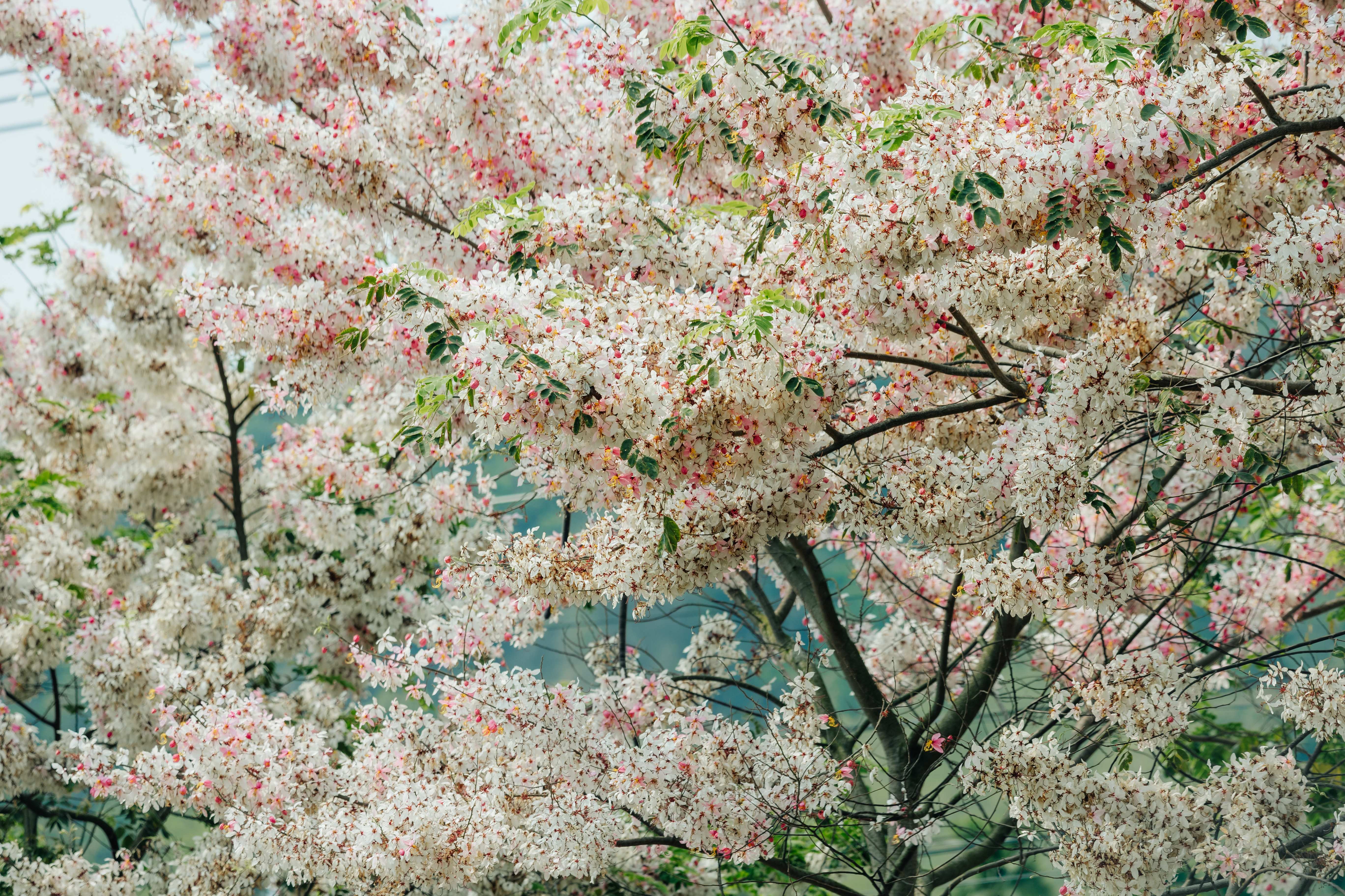 二水花旗木