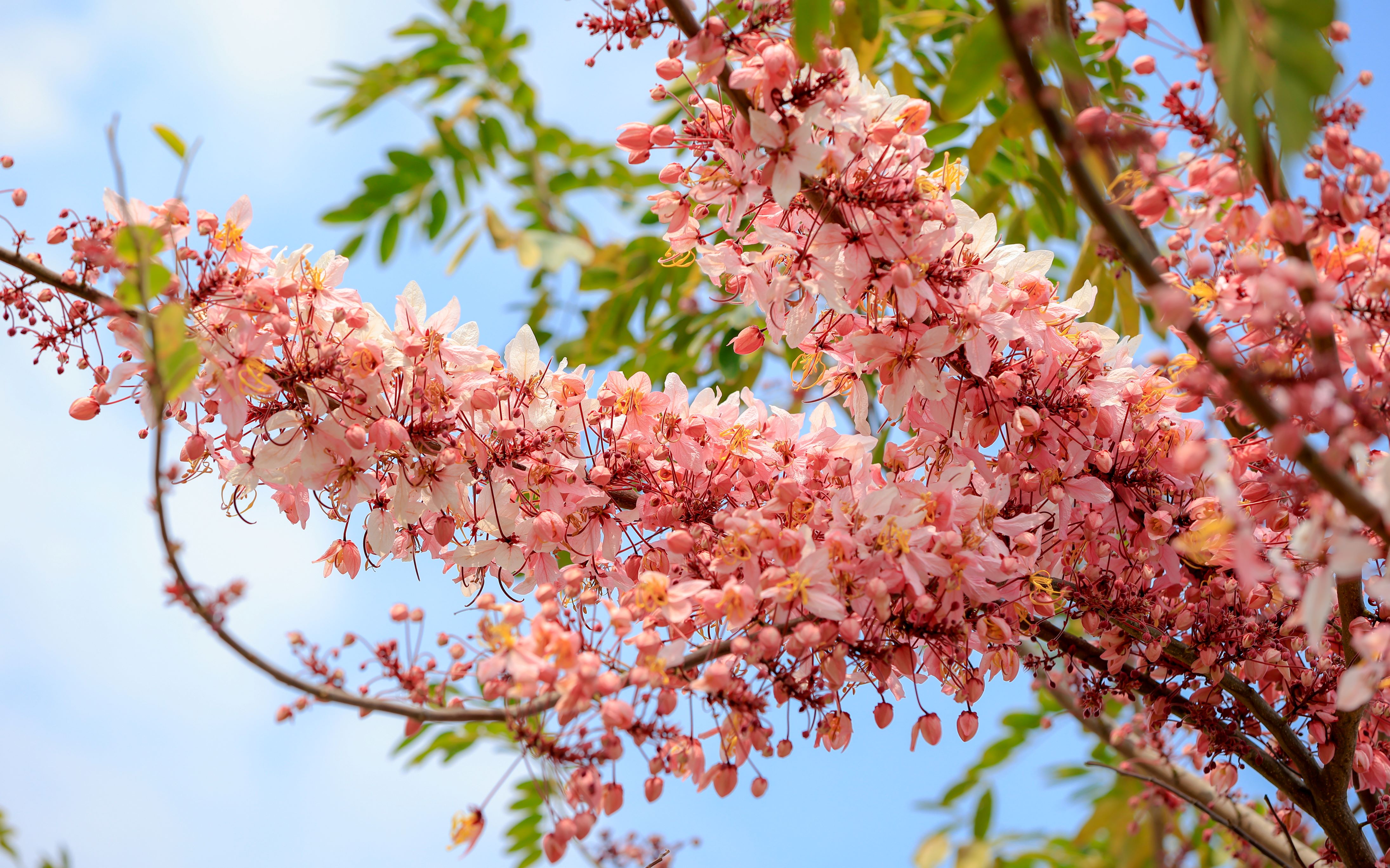 二水花旗木