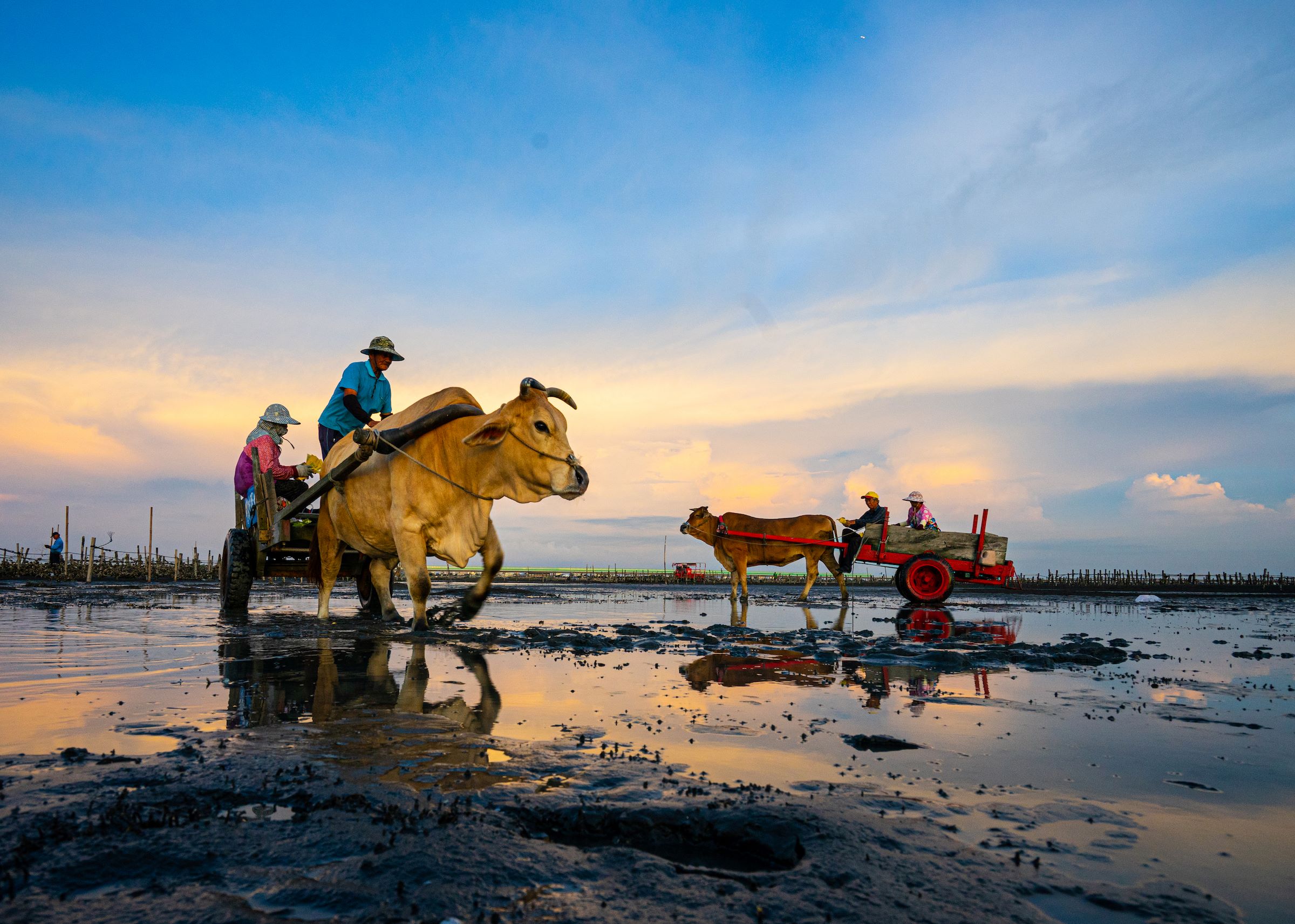 芳苑海牛采蚵生态旅游