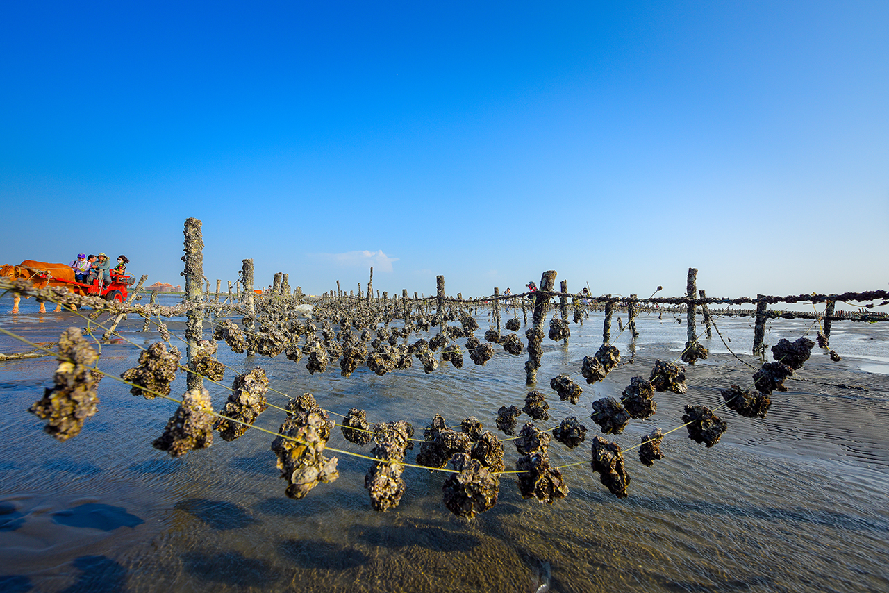 芳苑海牛采蚵生态旅游