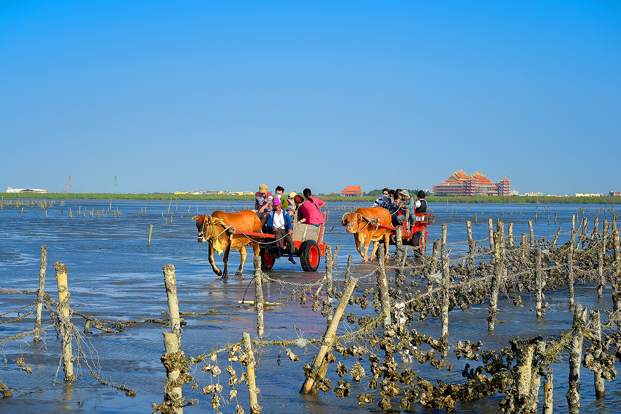 芳苑海牛采蚵生态旅游