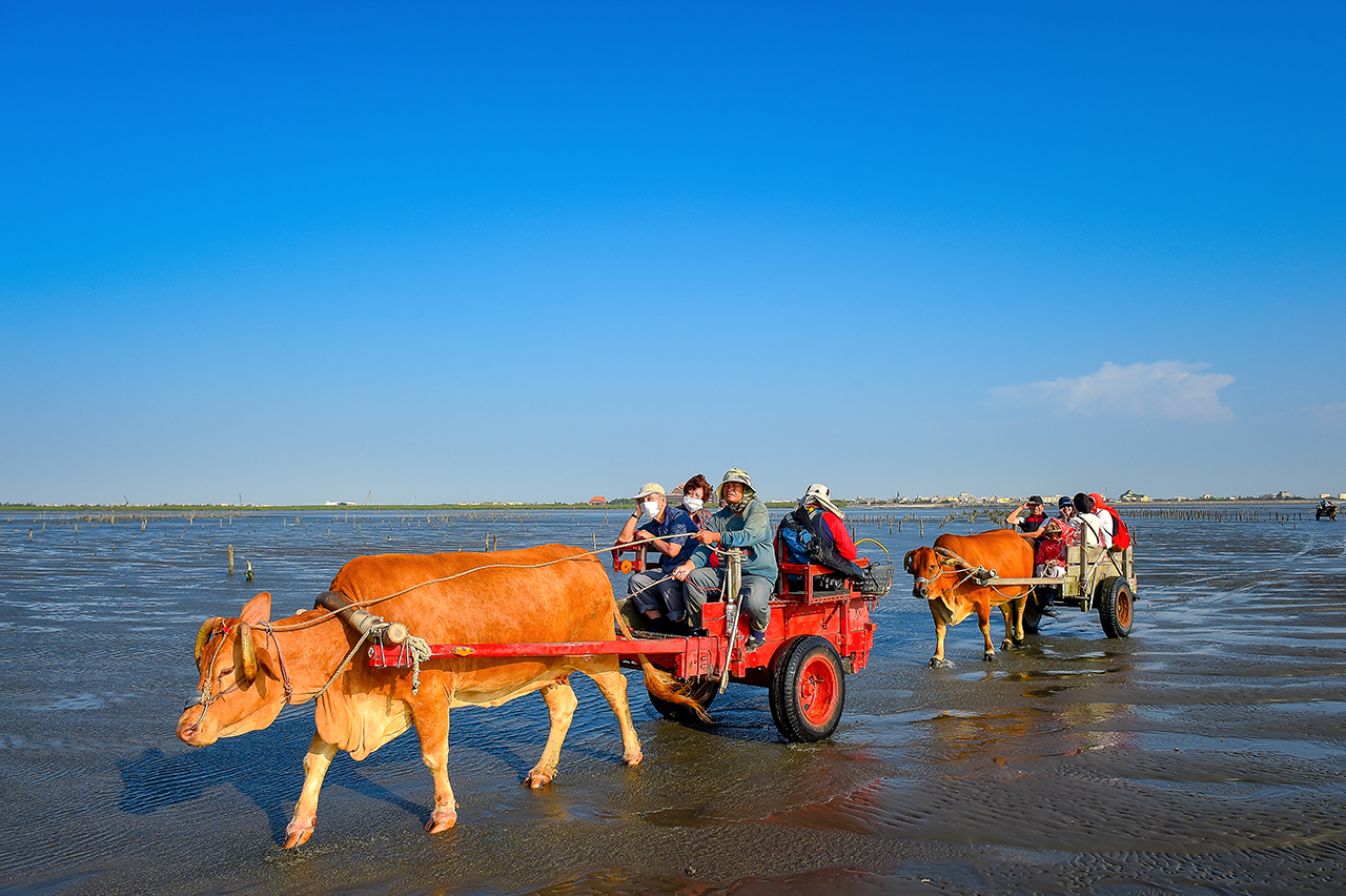 芳苑海牛采蚵生态旅游