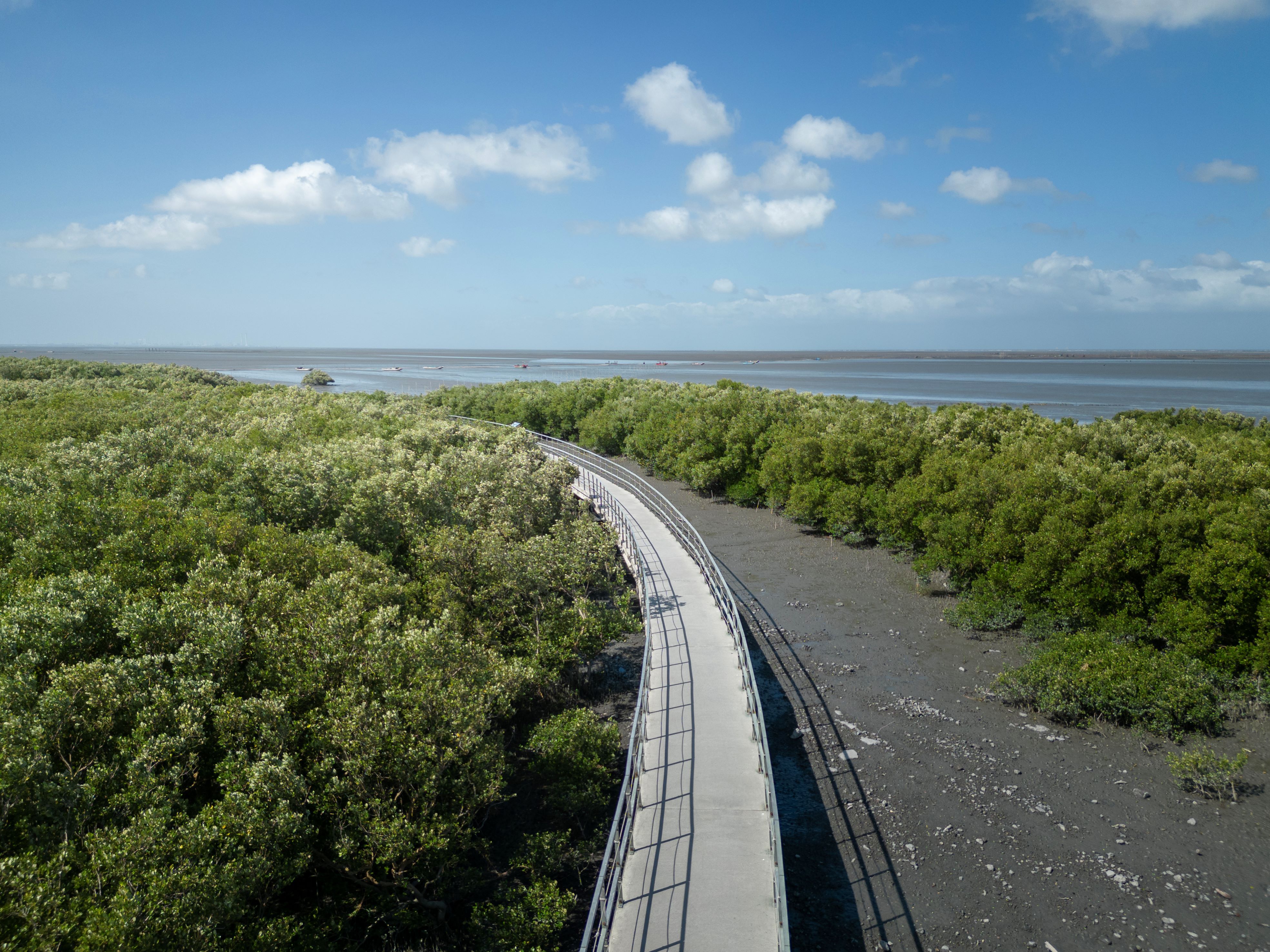 芳苑湿地红树林海空步道