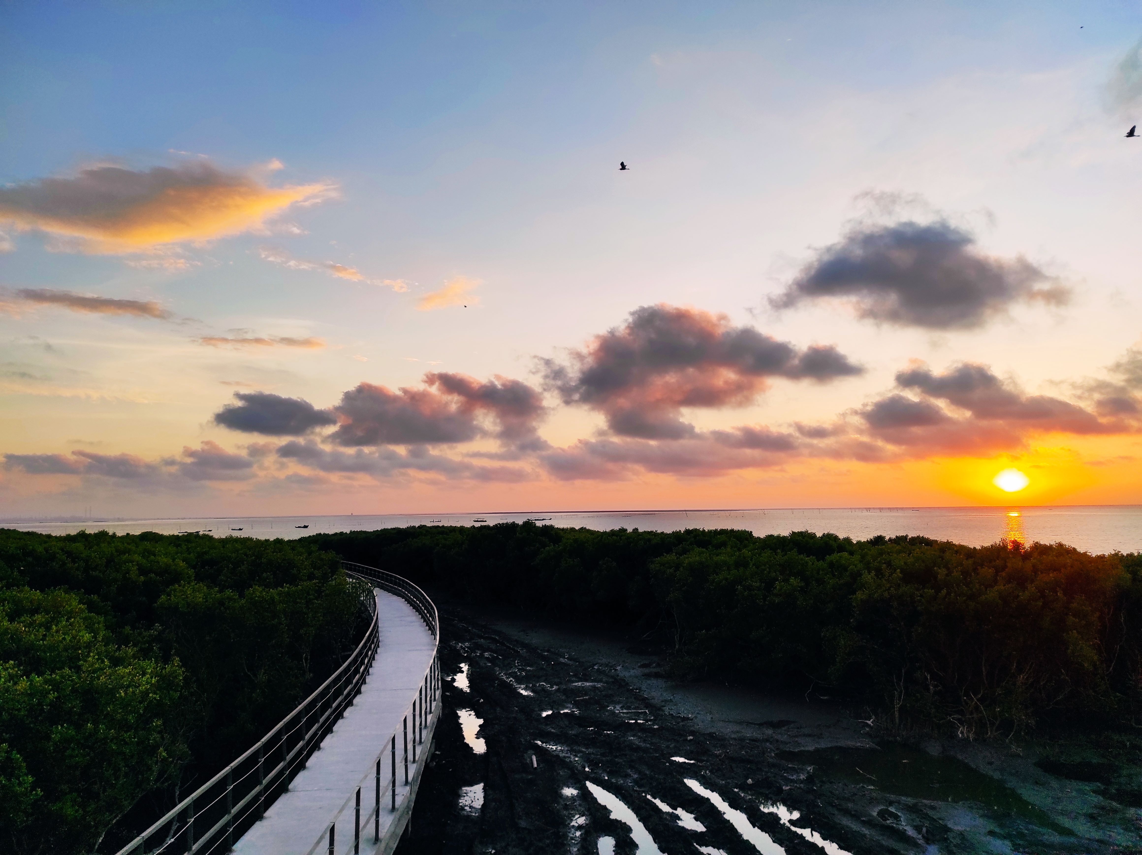 芳苑湿地红树林海空步道