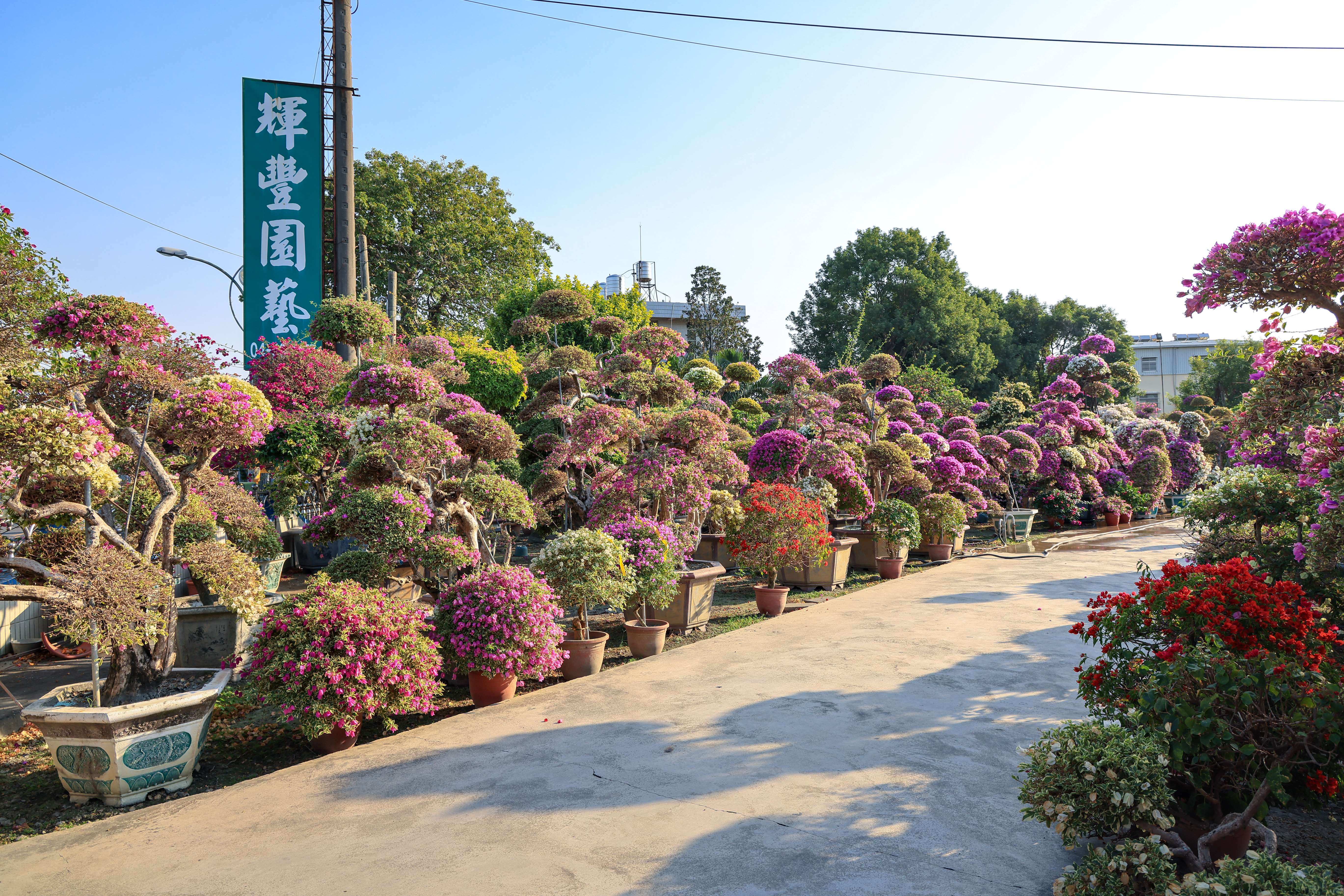 九重葛花海