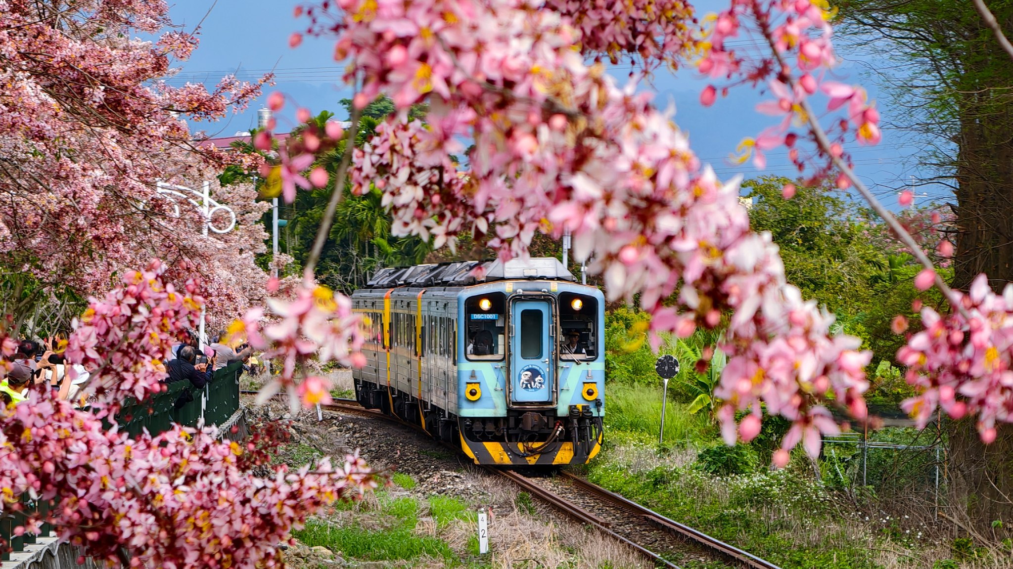 二水花旗木