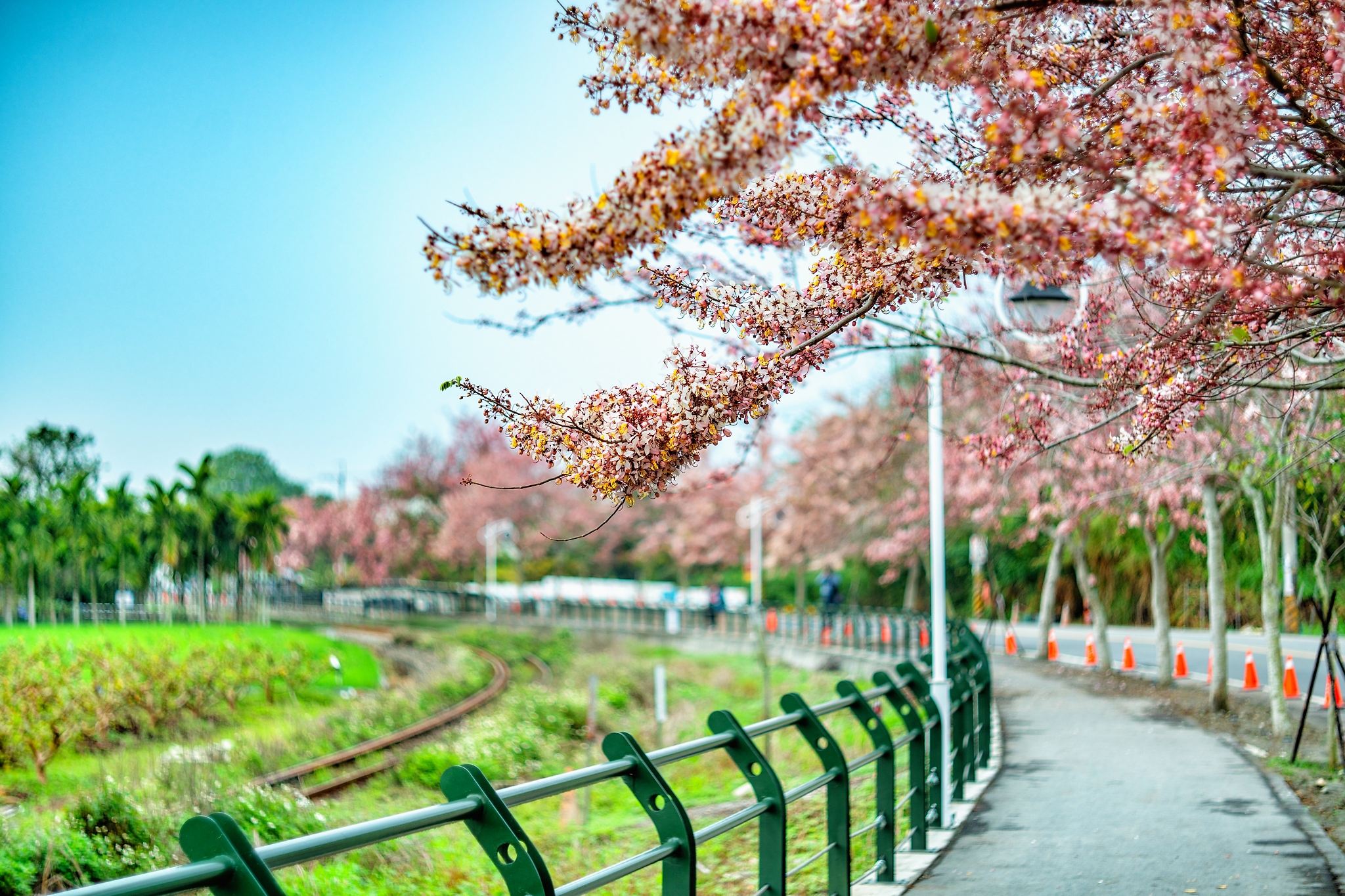 二水花旗木