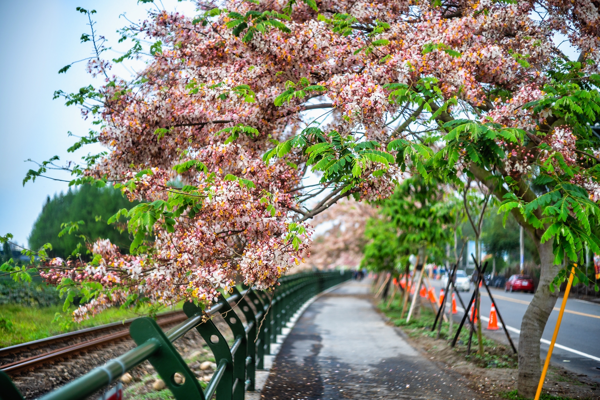 二水花旗木