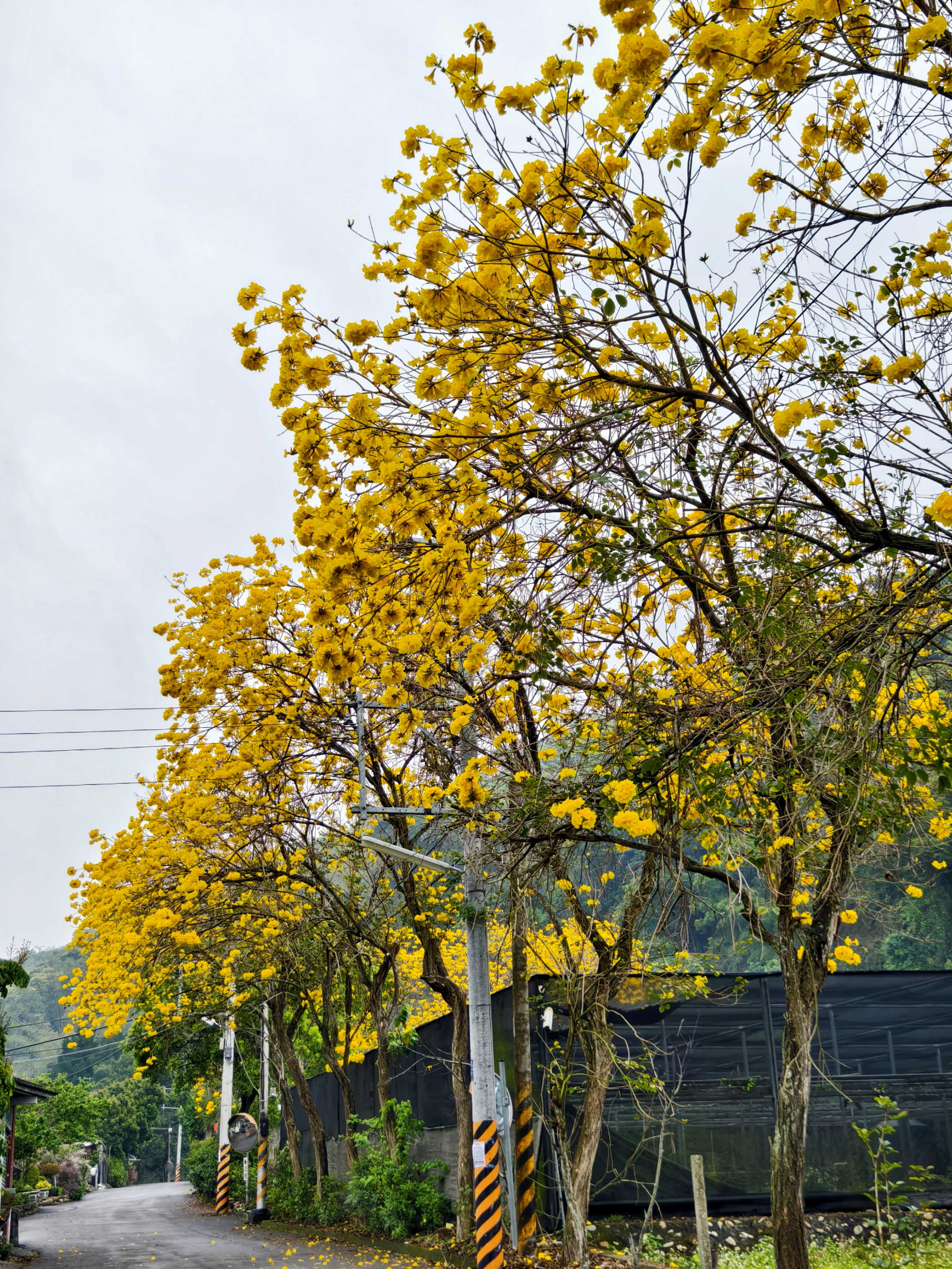 二水 坑内坑步道