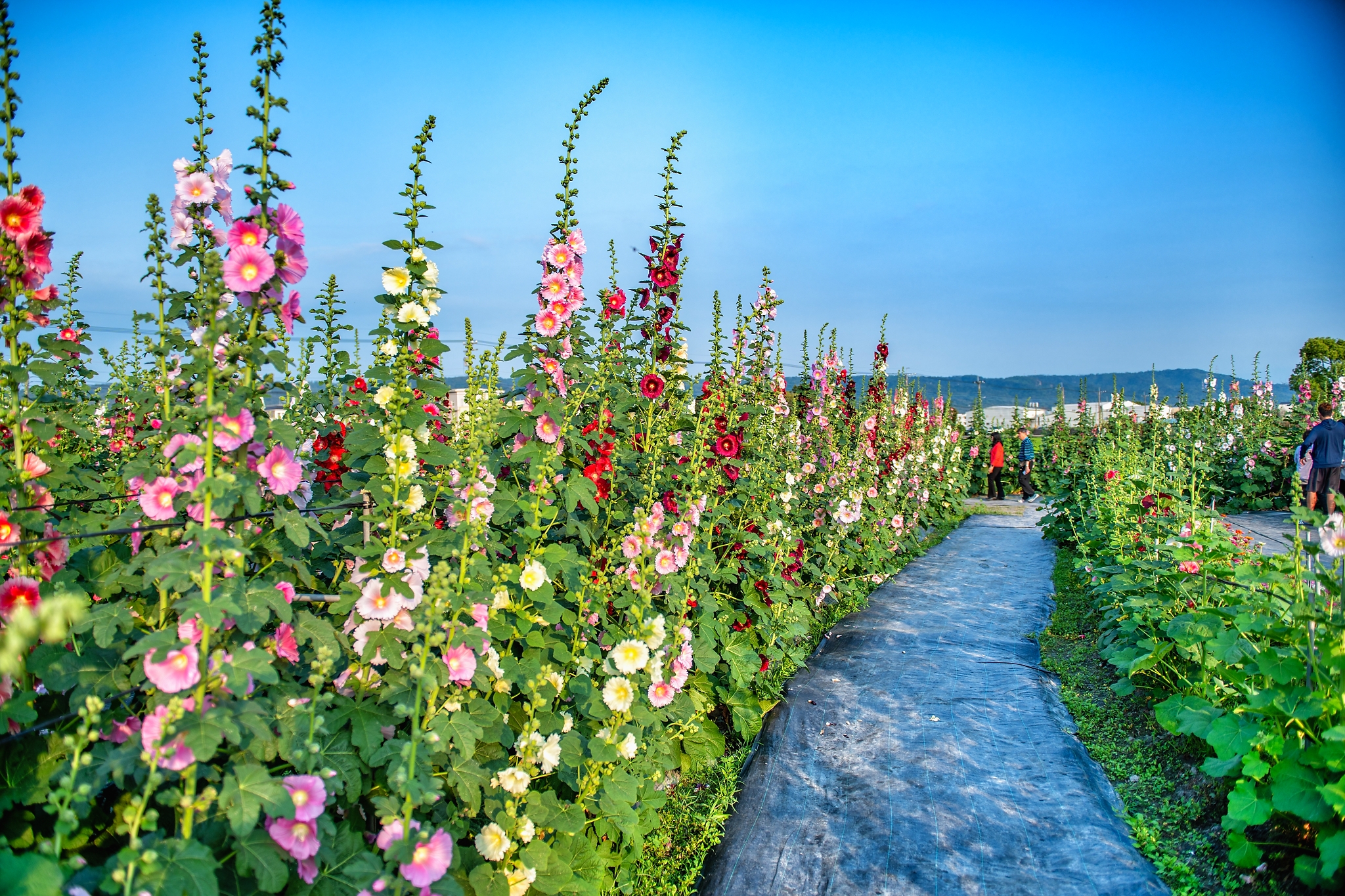 蜀葵花海
