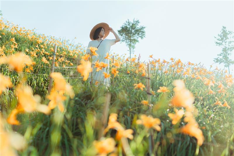 虎山岩金针花