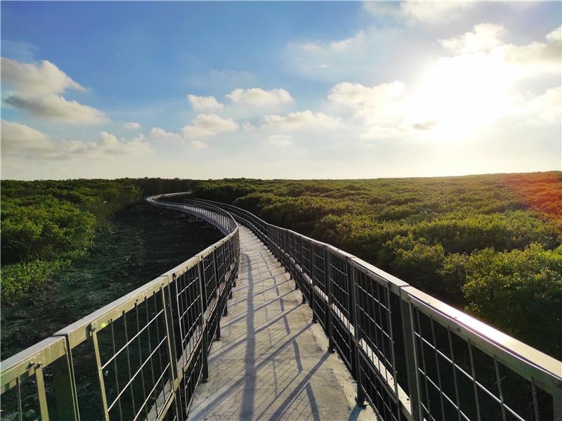 芳苑湿地红树林海空步道